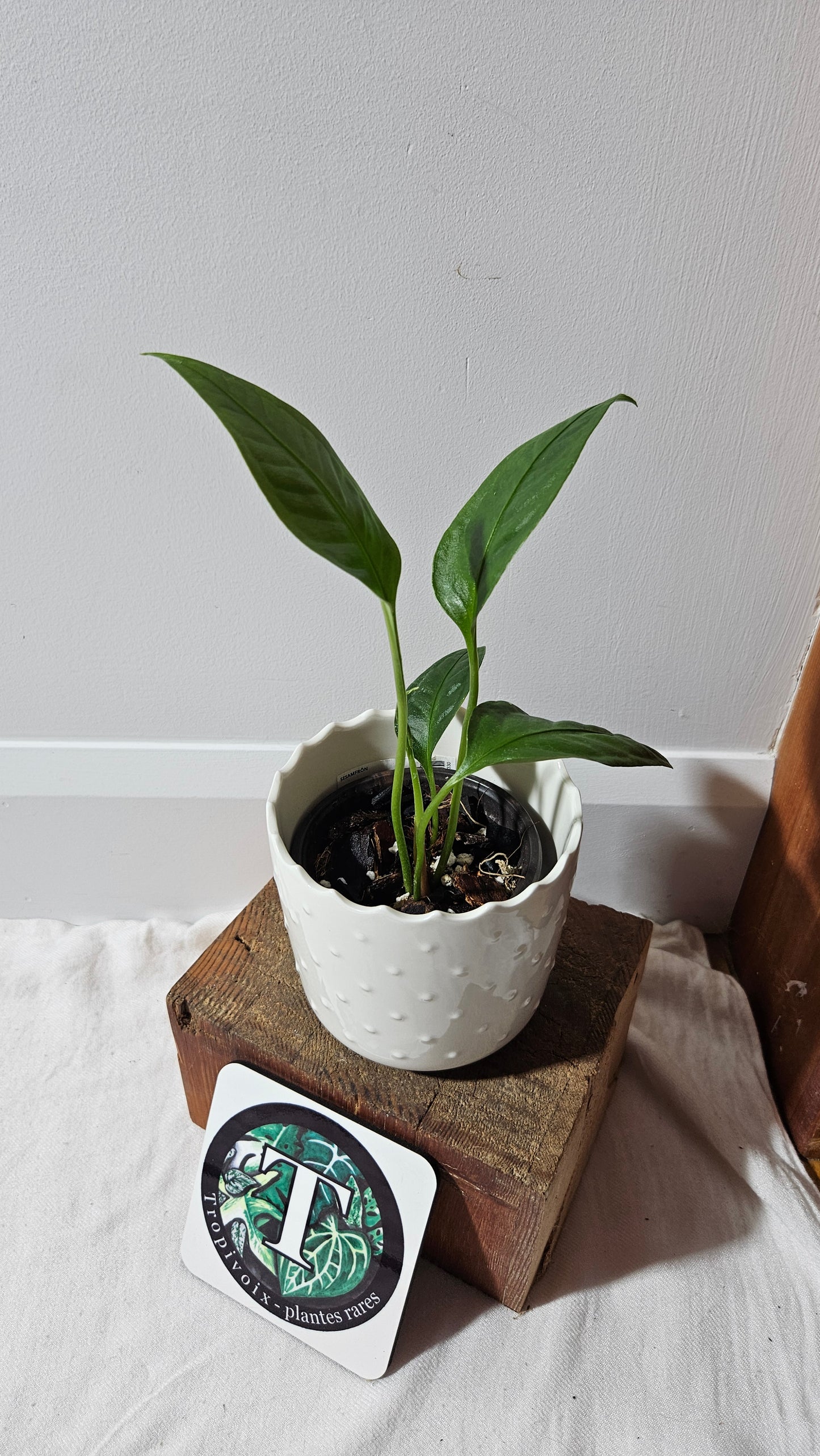 Anthurium Palaquense "format PETIT" (ANT-484)