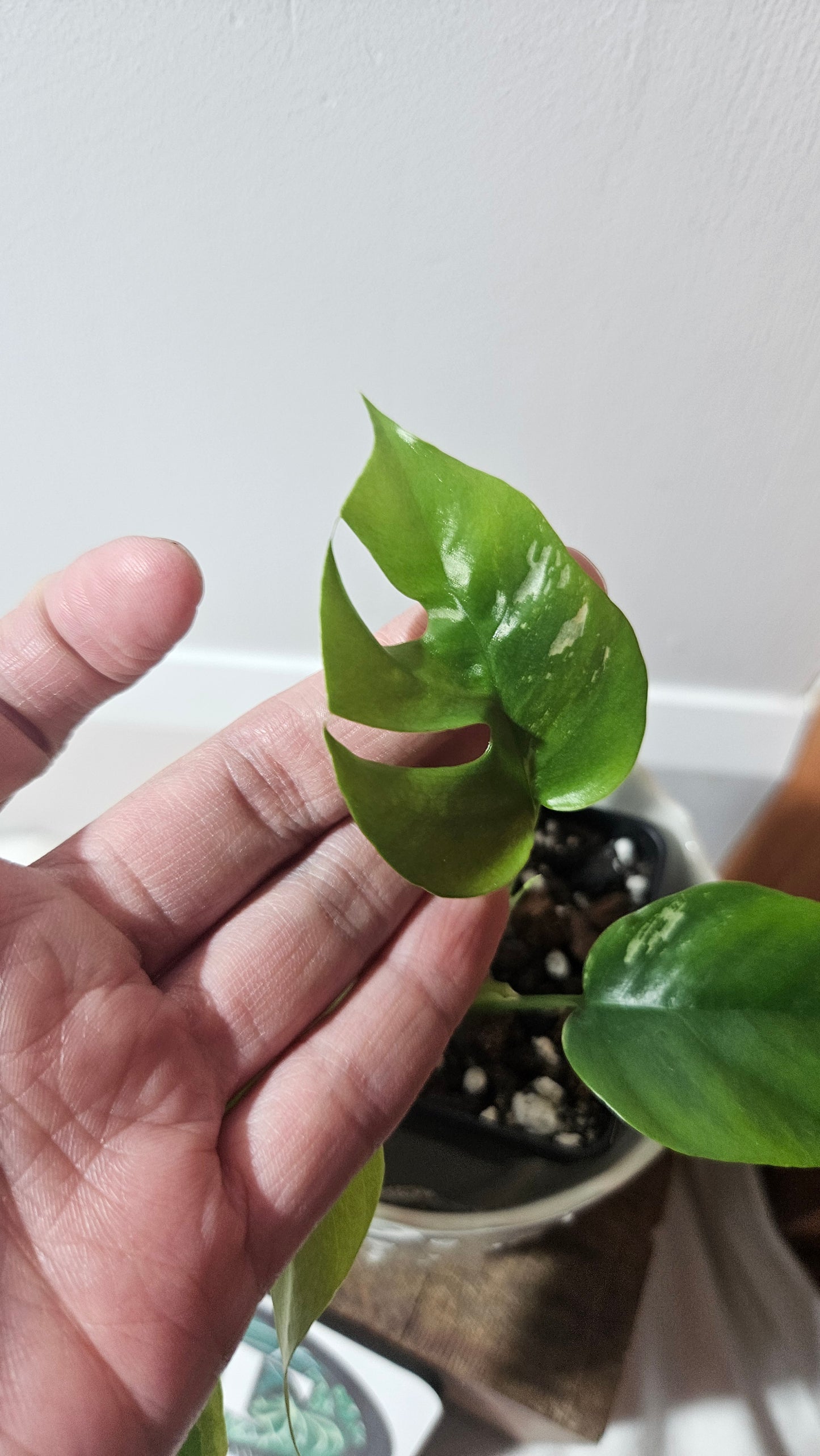 Rhaphidophora Tetrasperma Variegata (AUT-063)