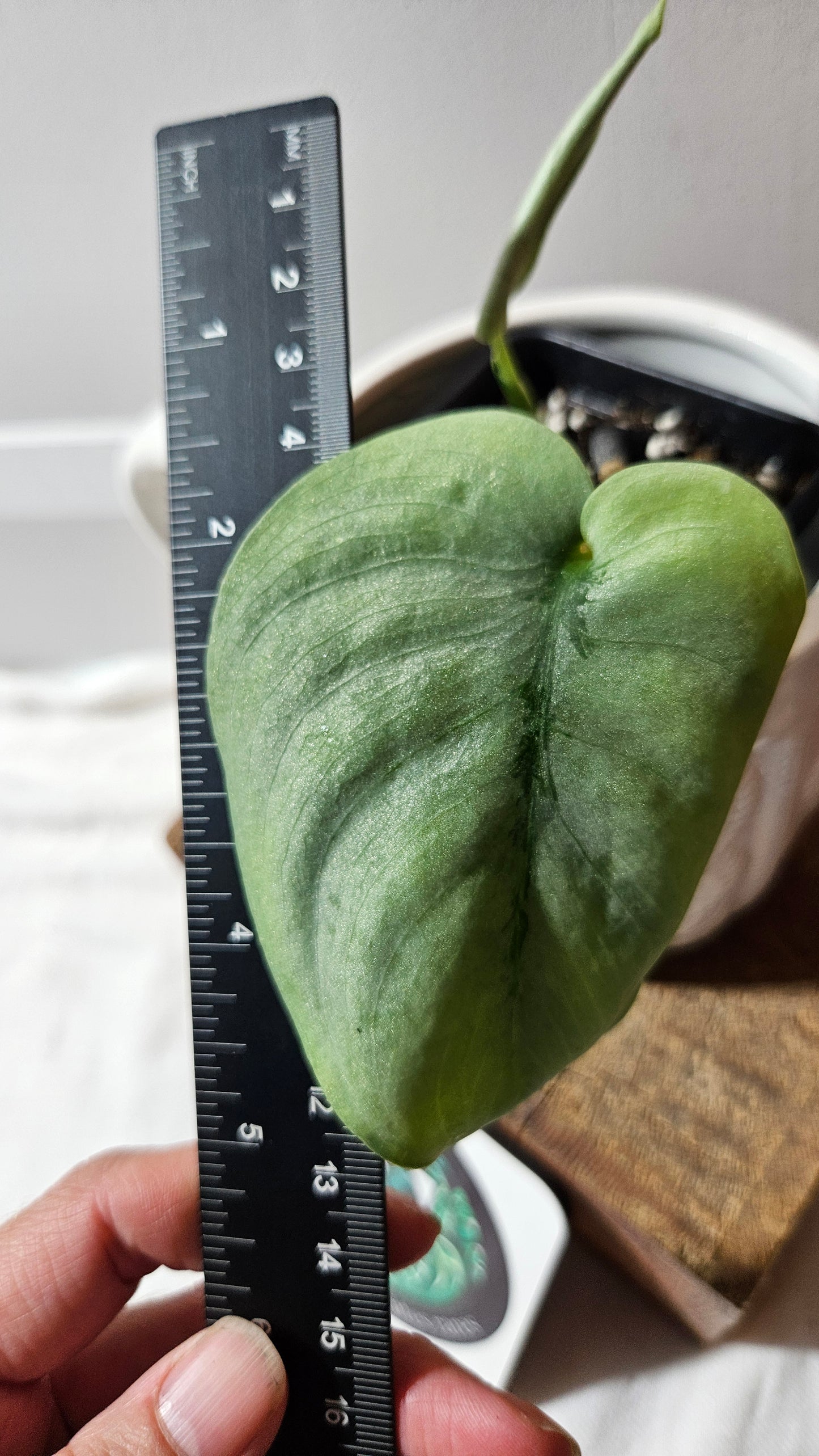 Scindapsus Platinum (SCI-1144)