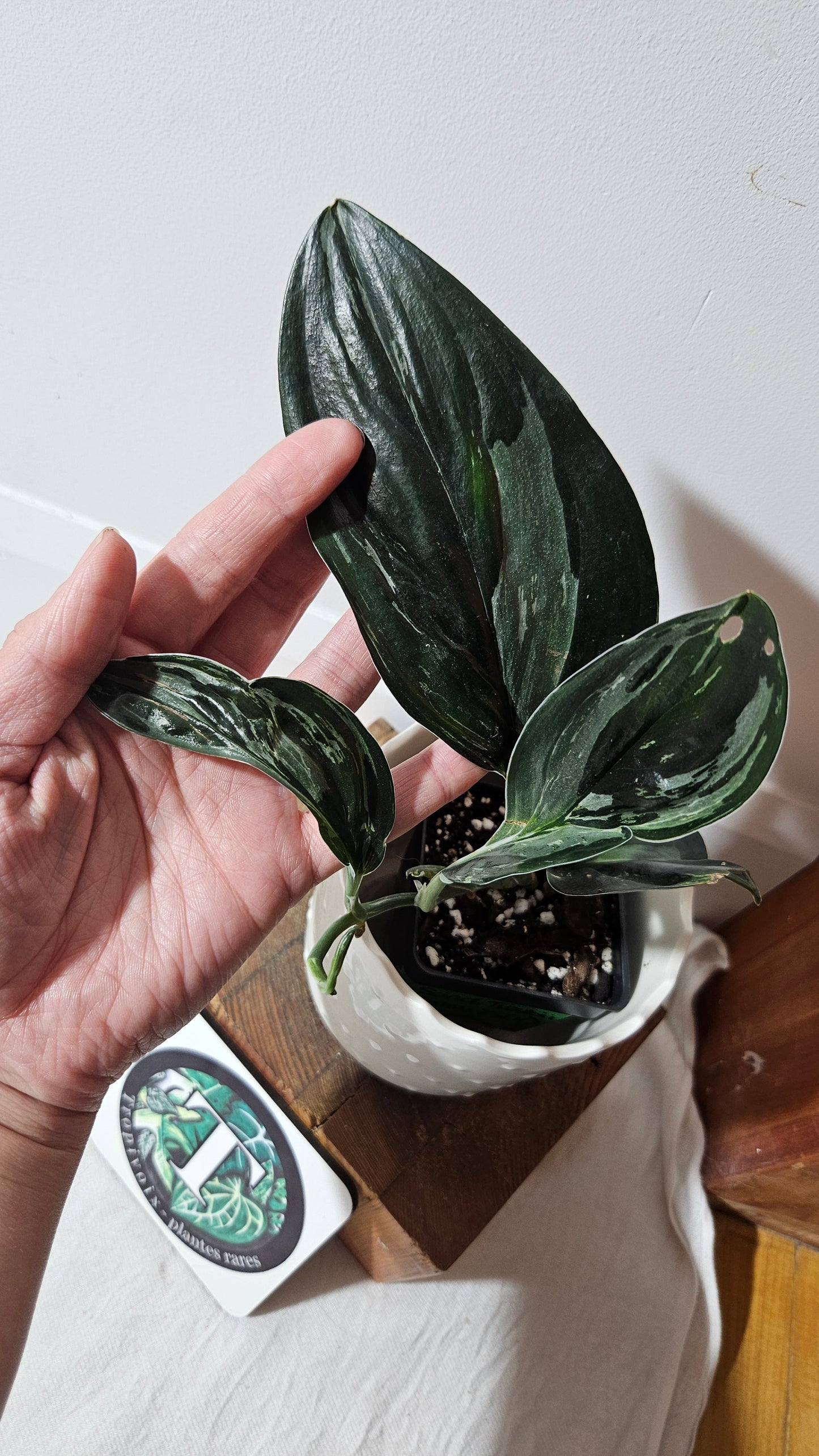 Scindapsus Treubii Dark Form silver (SCI-1014)