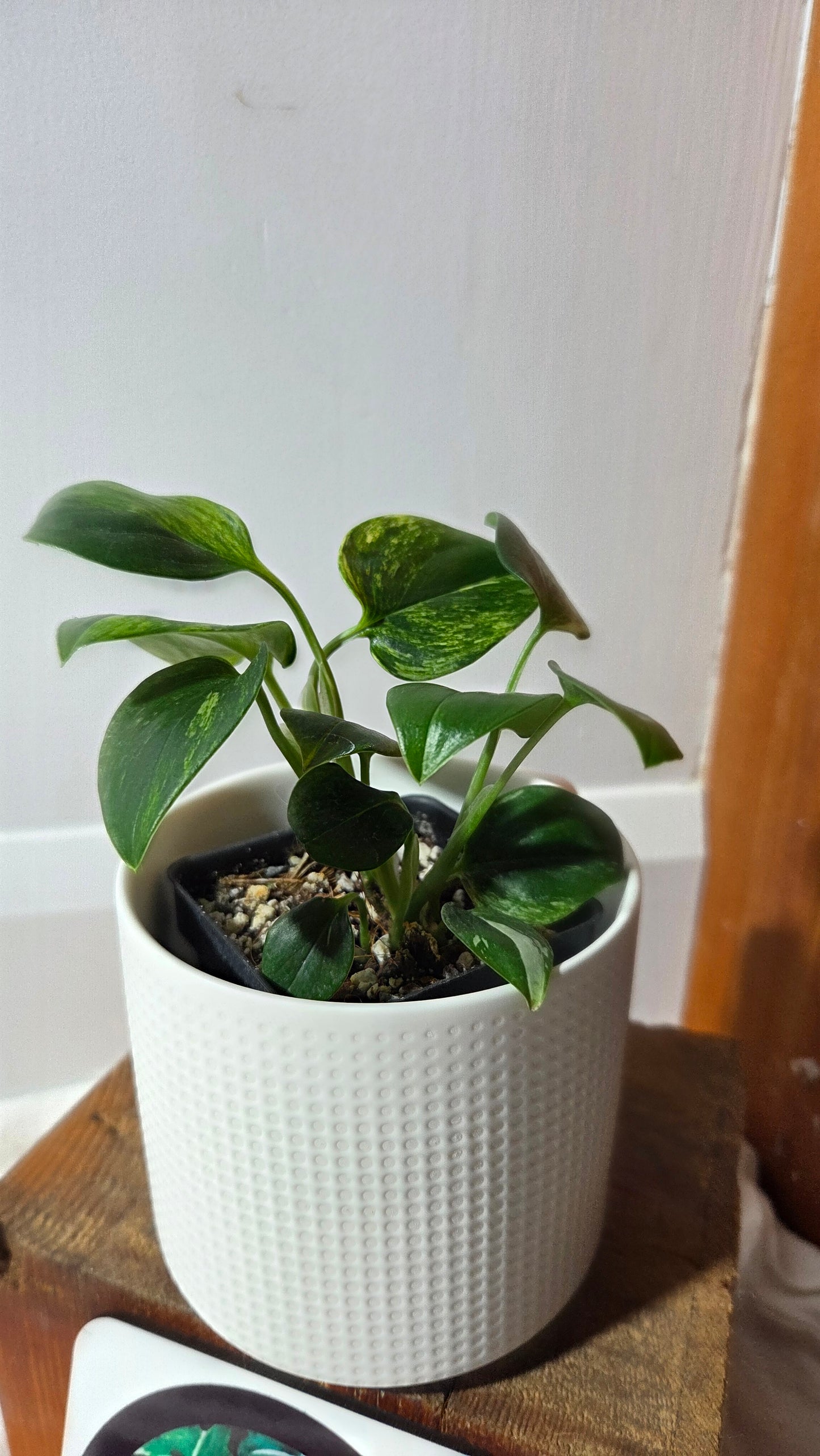 Monstera Standleyana Aurea (MON-486)