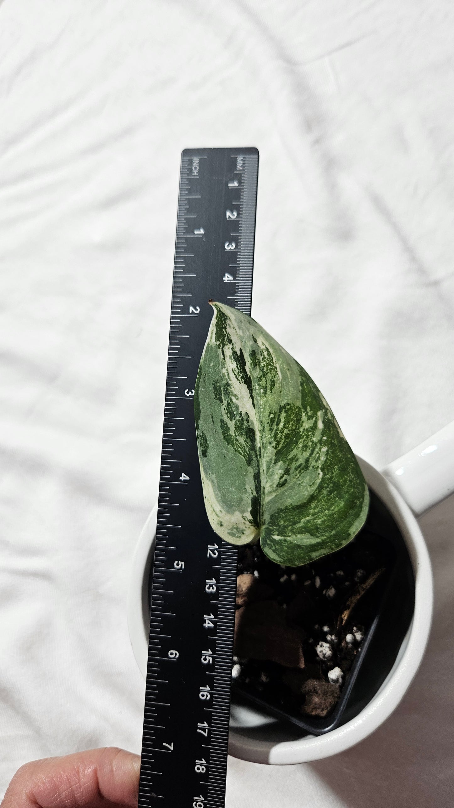 Scindapsus dark Satin Albo (SCI-1100)