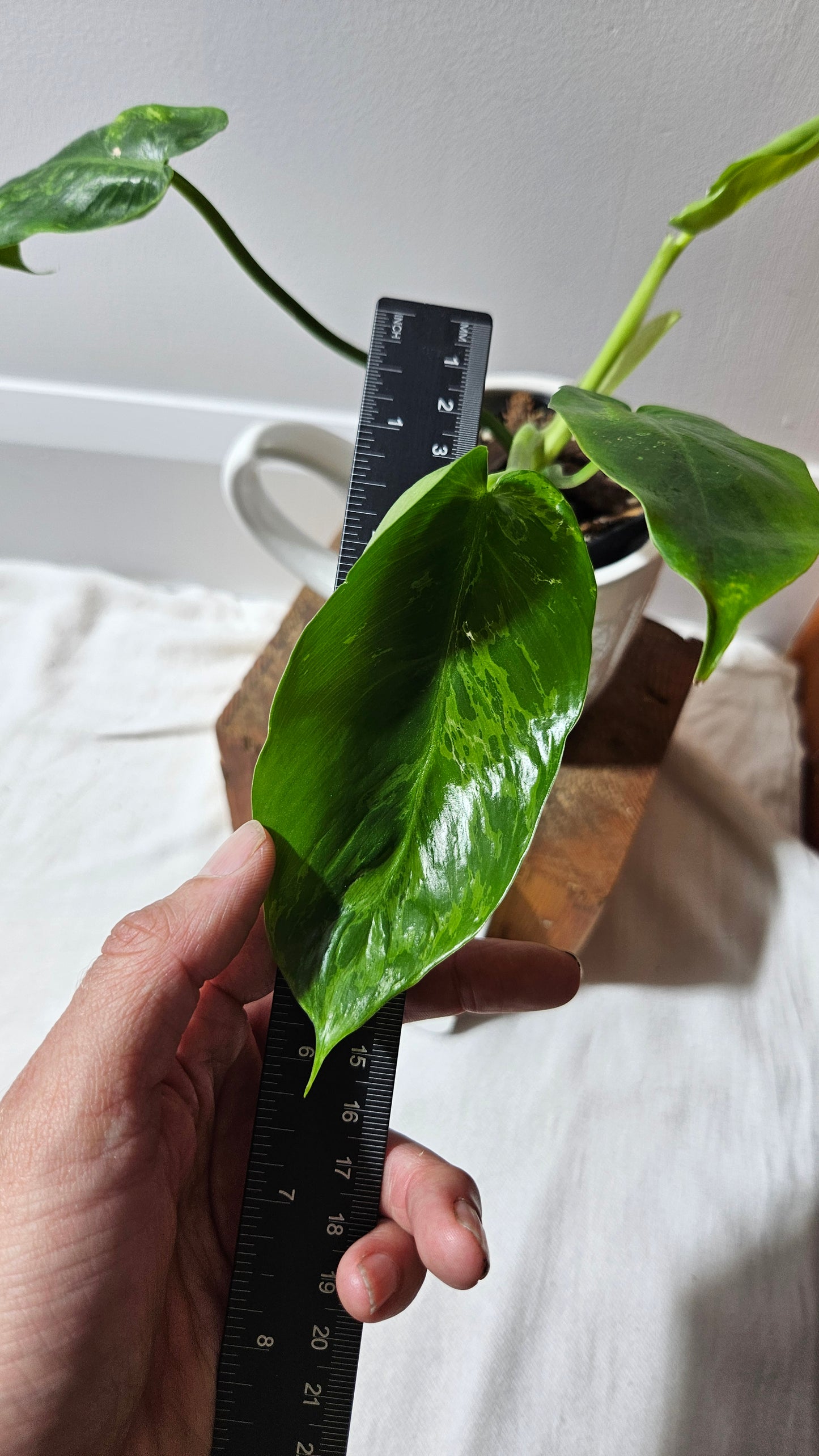 Philodendron Lime fiddle/ Minarum (PHI-909)