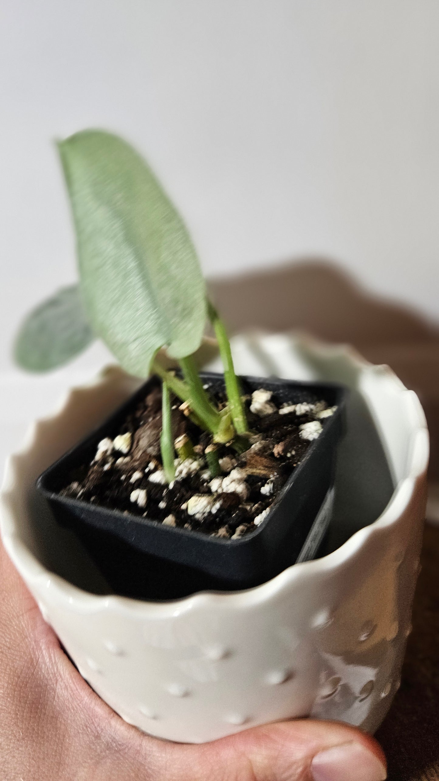 Scindapsus Silver Cloud (SCI-1049)