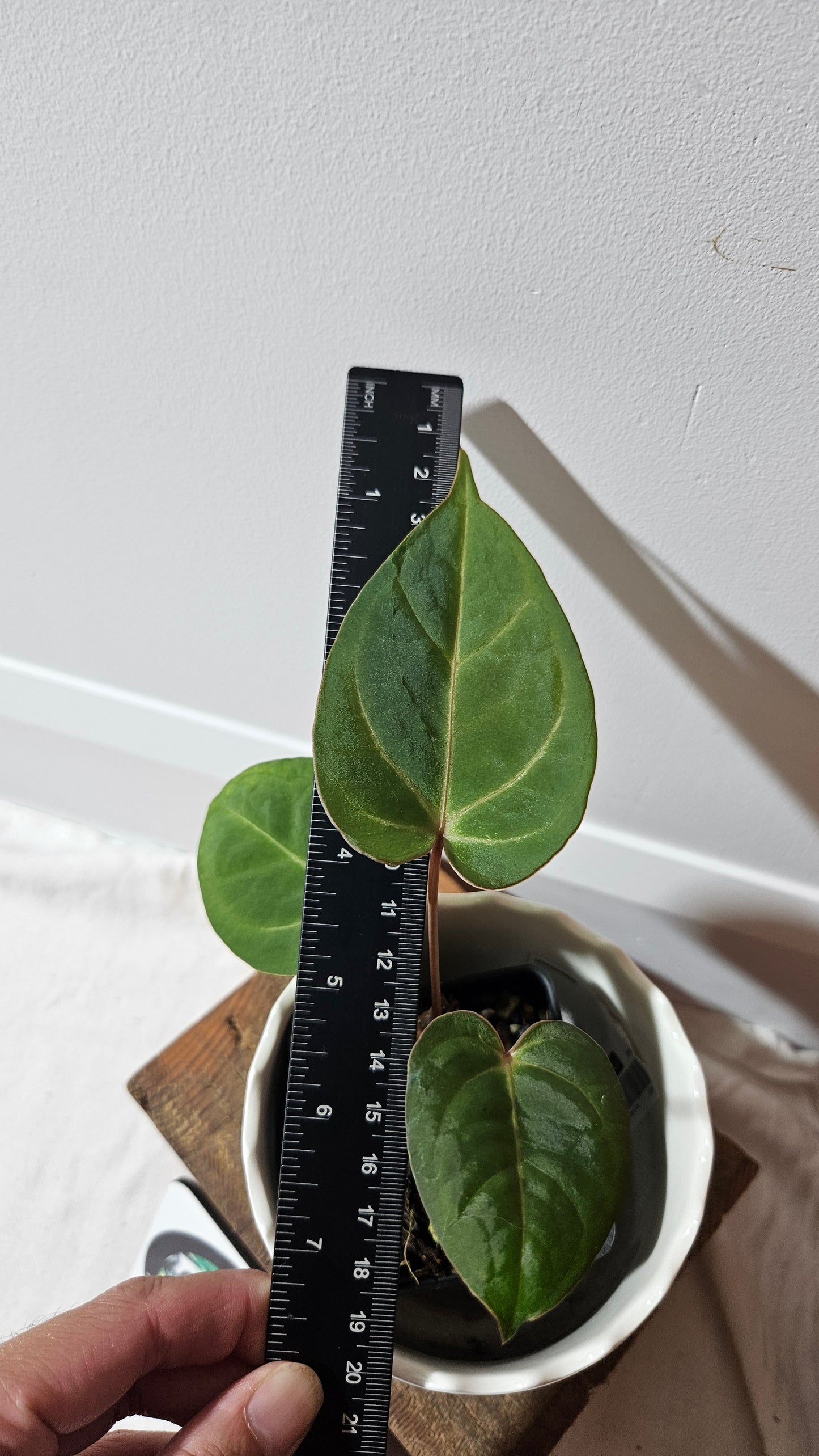 Anthurium AOS (Indo) "format PETIT" (ANT-474)