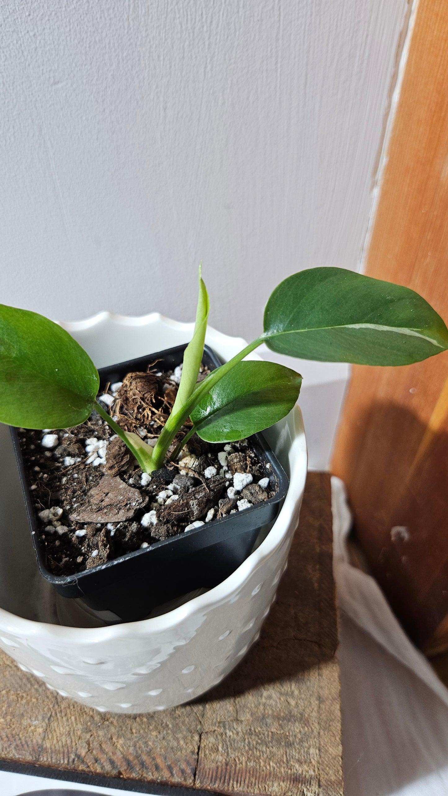 Rhaphidophora Tetrasperma Variegata (AUT-078)
