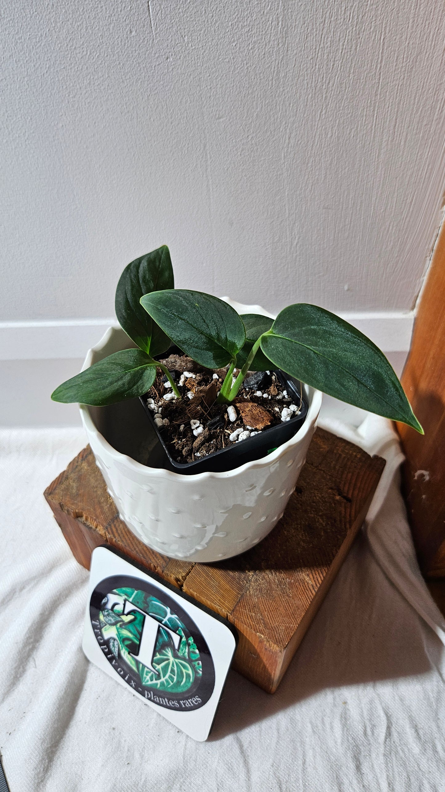 Monstera Obliqua Aff Black (MON-443)