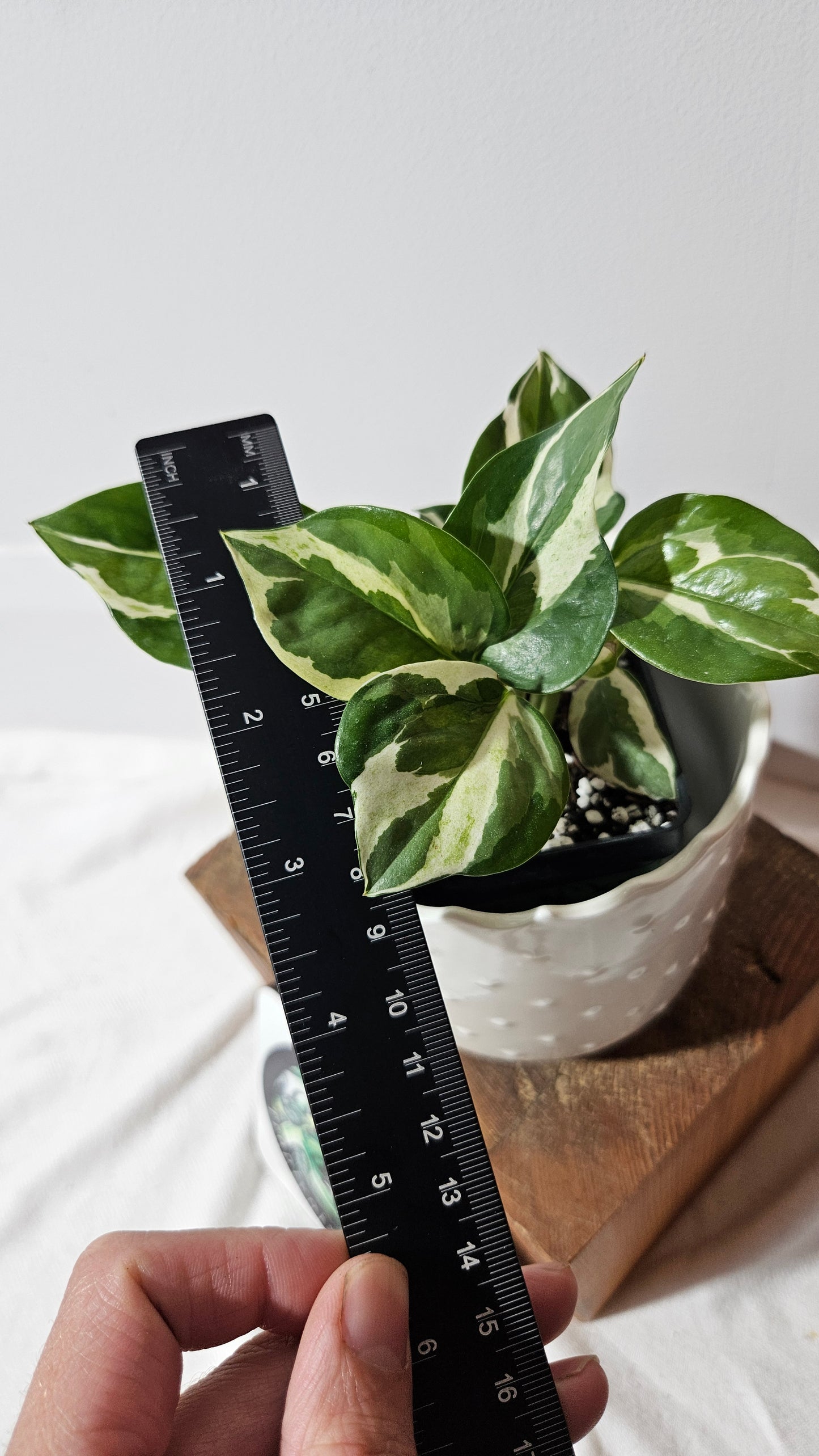 Epipremnum Aureum Glacier (EPI-187)