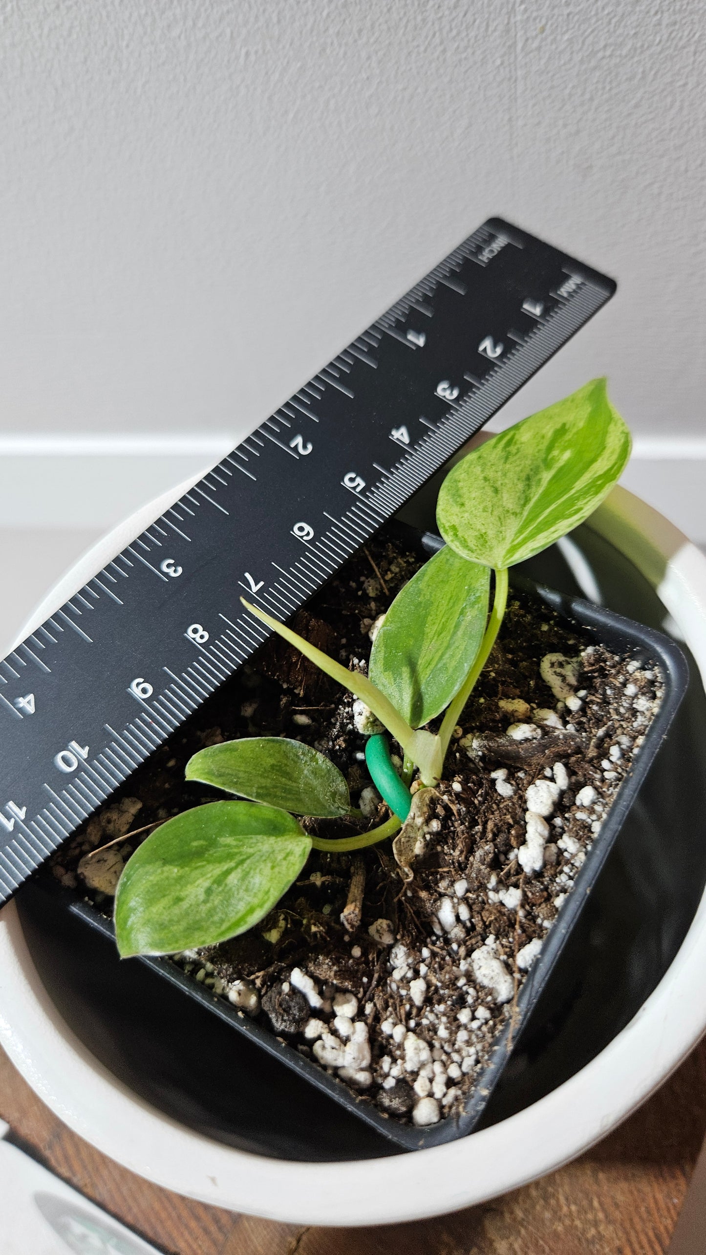 Philodendron Hederaceum Variegata (PHI-906)