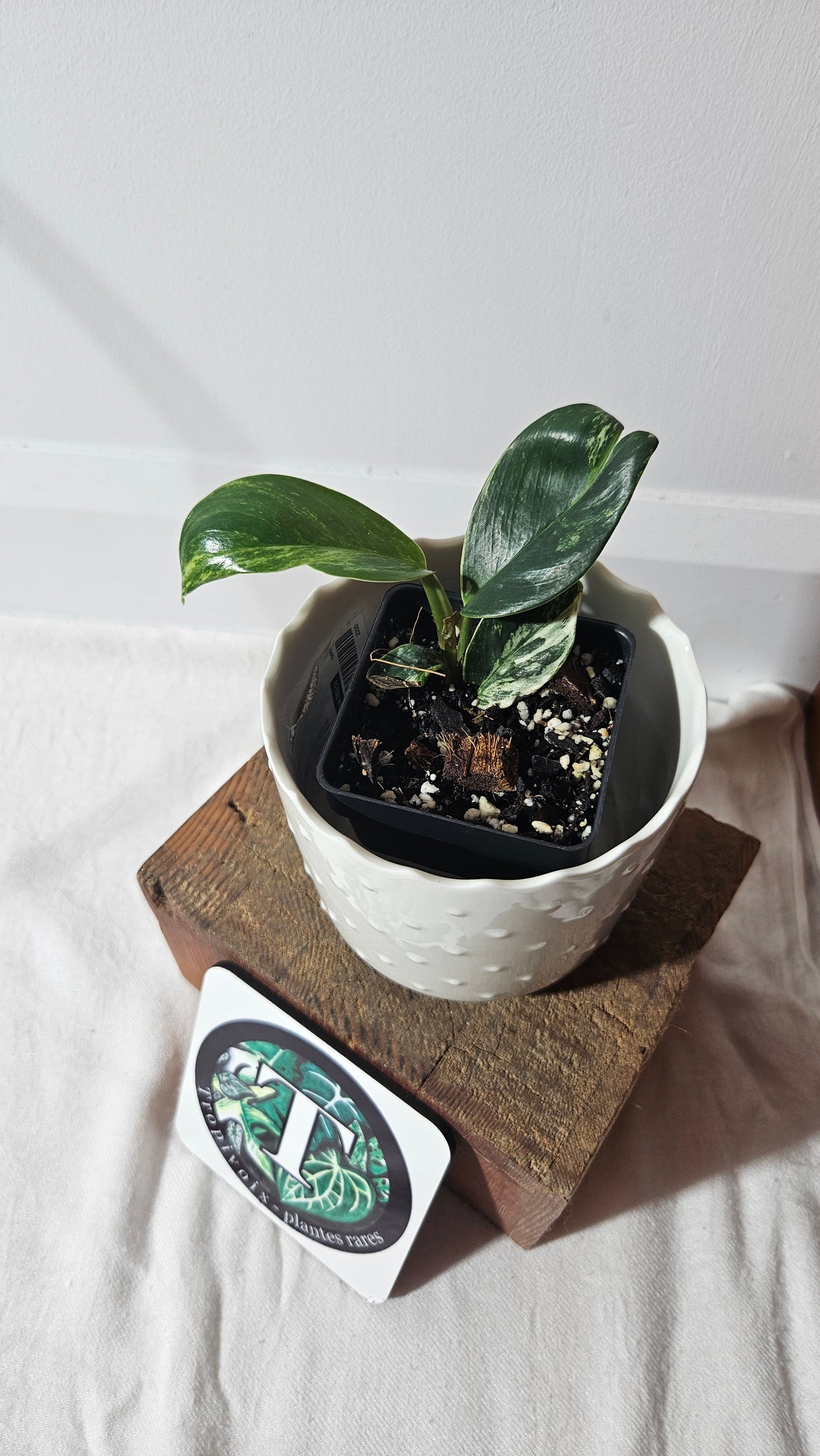 Rhaphidophora Elliptifolia Variegata (AUT-069)