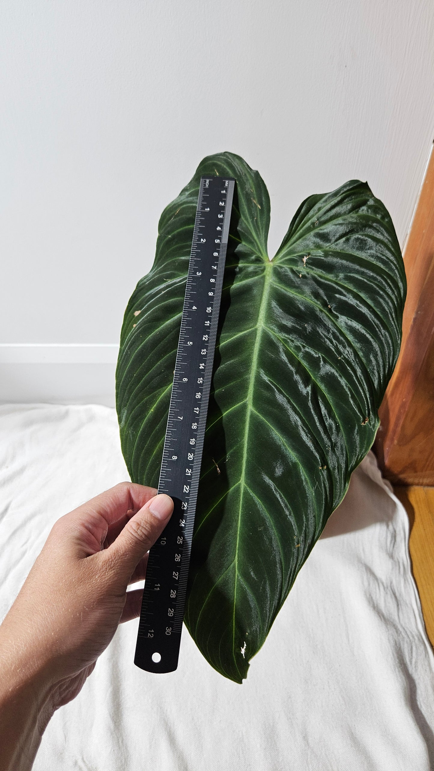 Philodendron Splendide "format XLARGE" (PHI-922)
