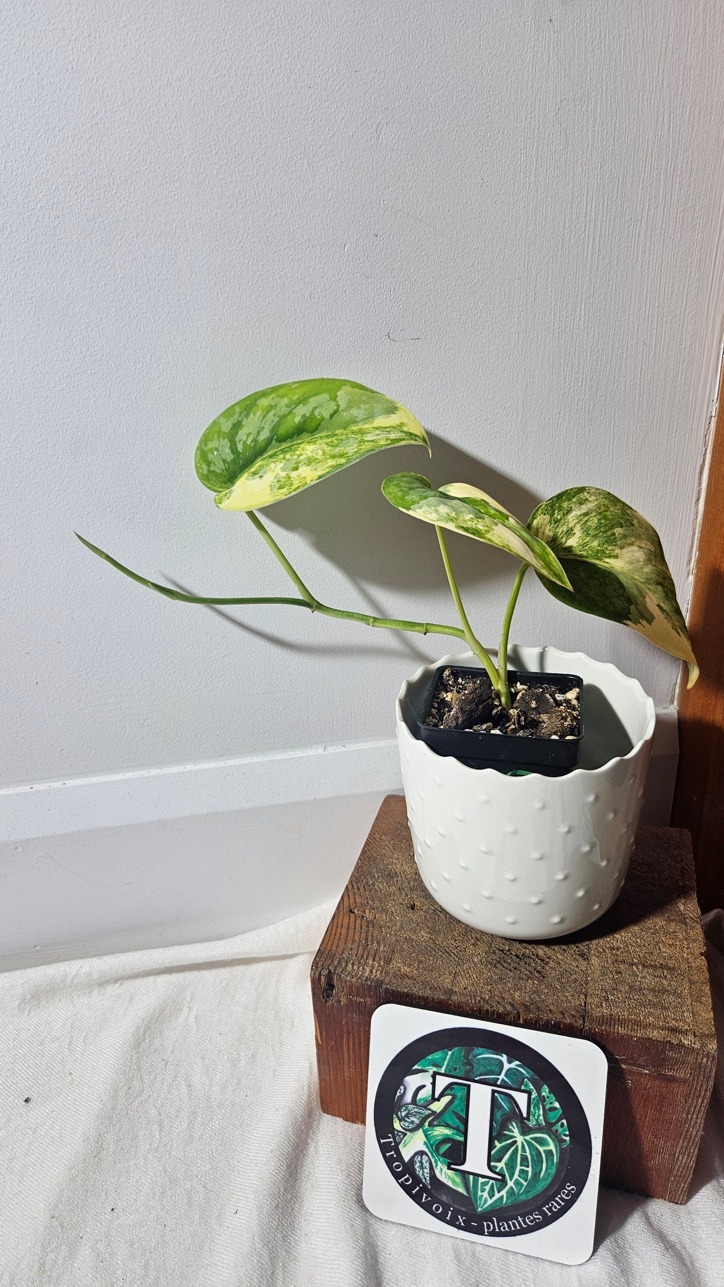 Scindapsus Swarnabhumi (SCI-958)