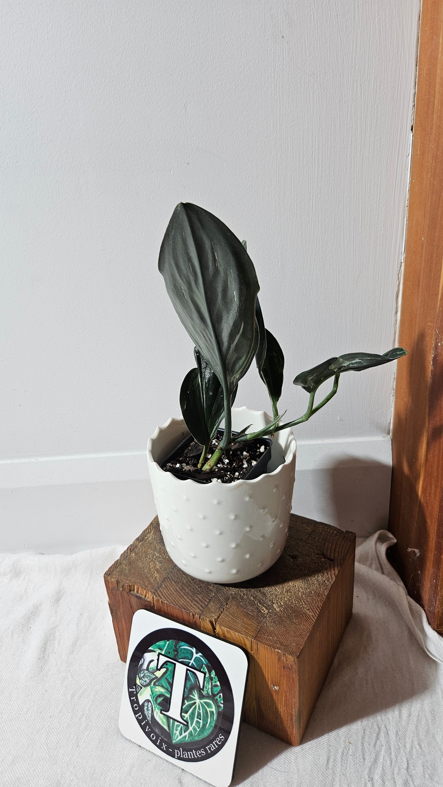 Scindapsus Treubii Dark Form silver (SCI-1014)