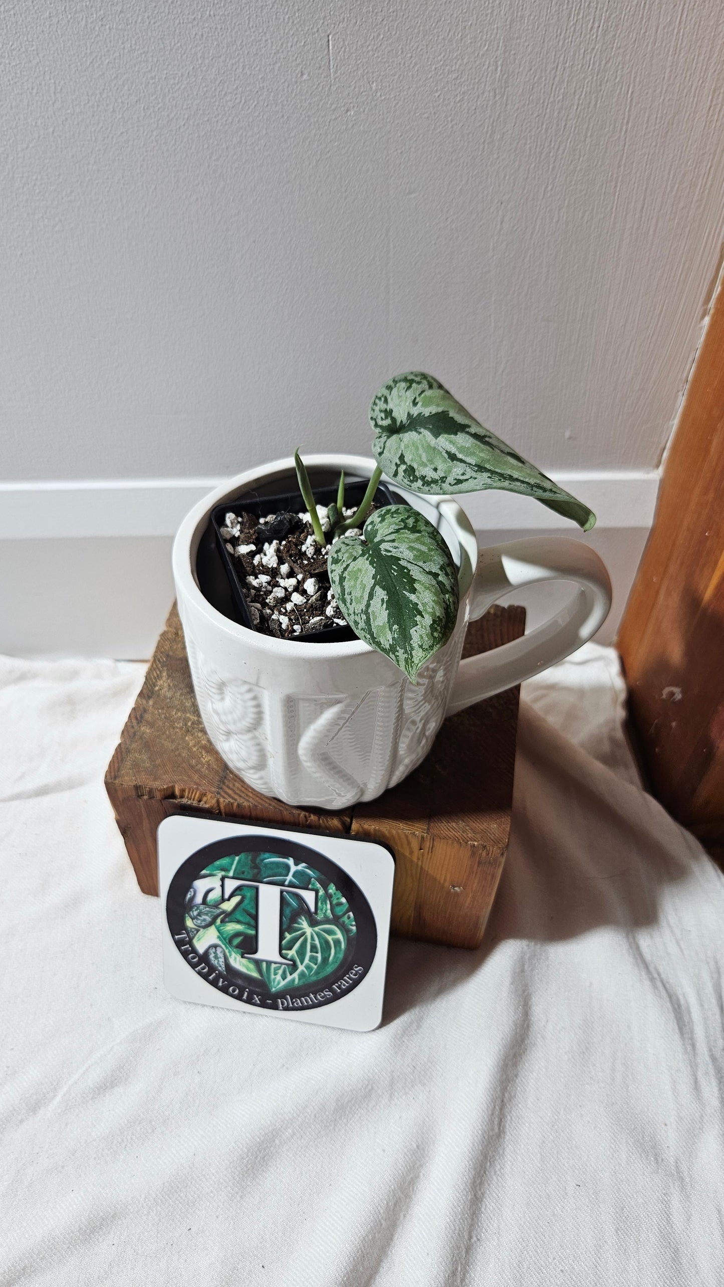 Scindapsus Tricolore silver Platinum (SCI-1232)