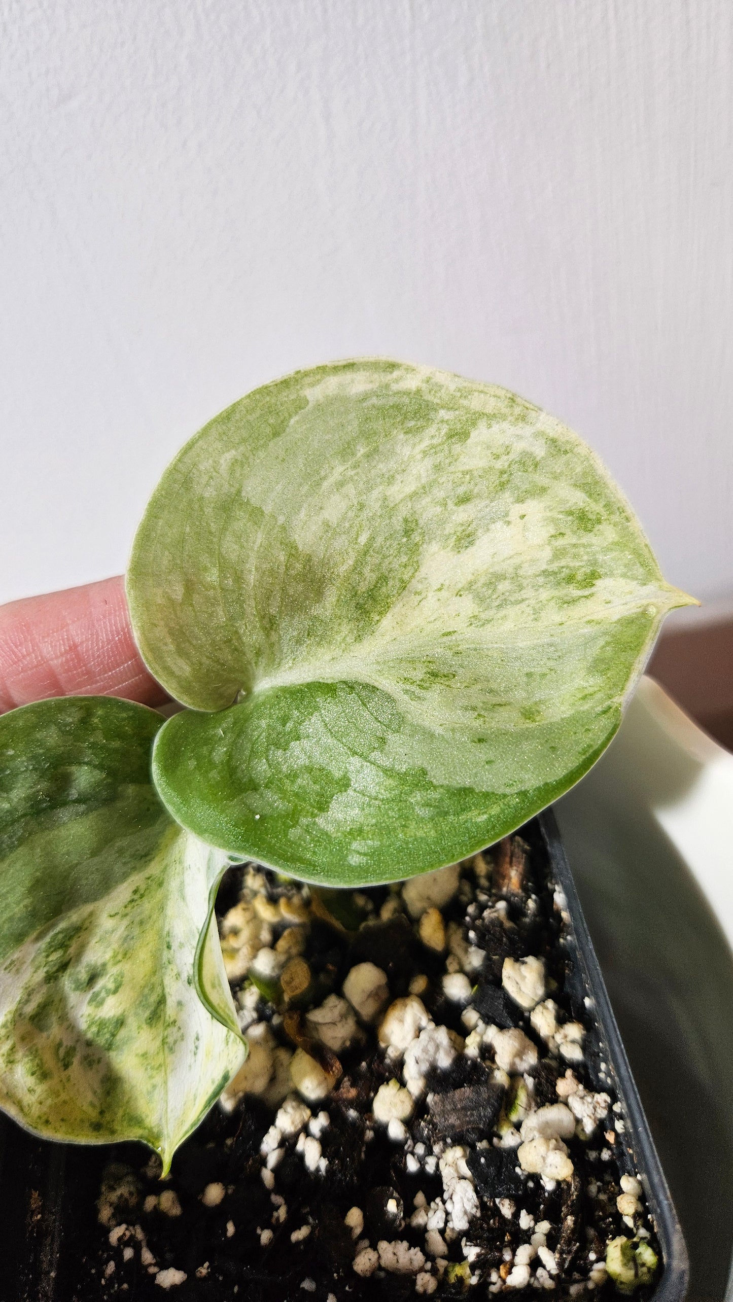 Scindapsus Black Dragon Variegata (SCI-1053)