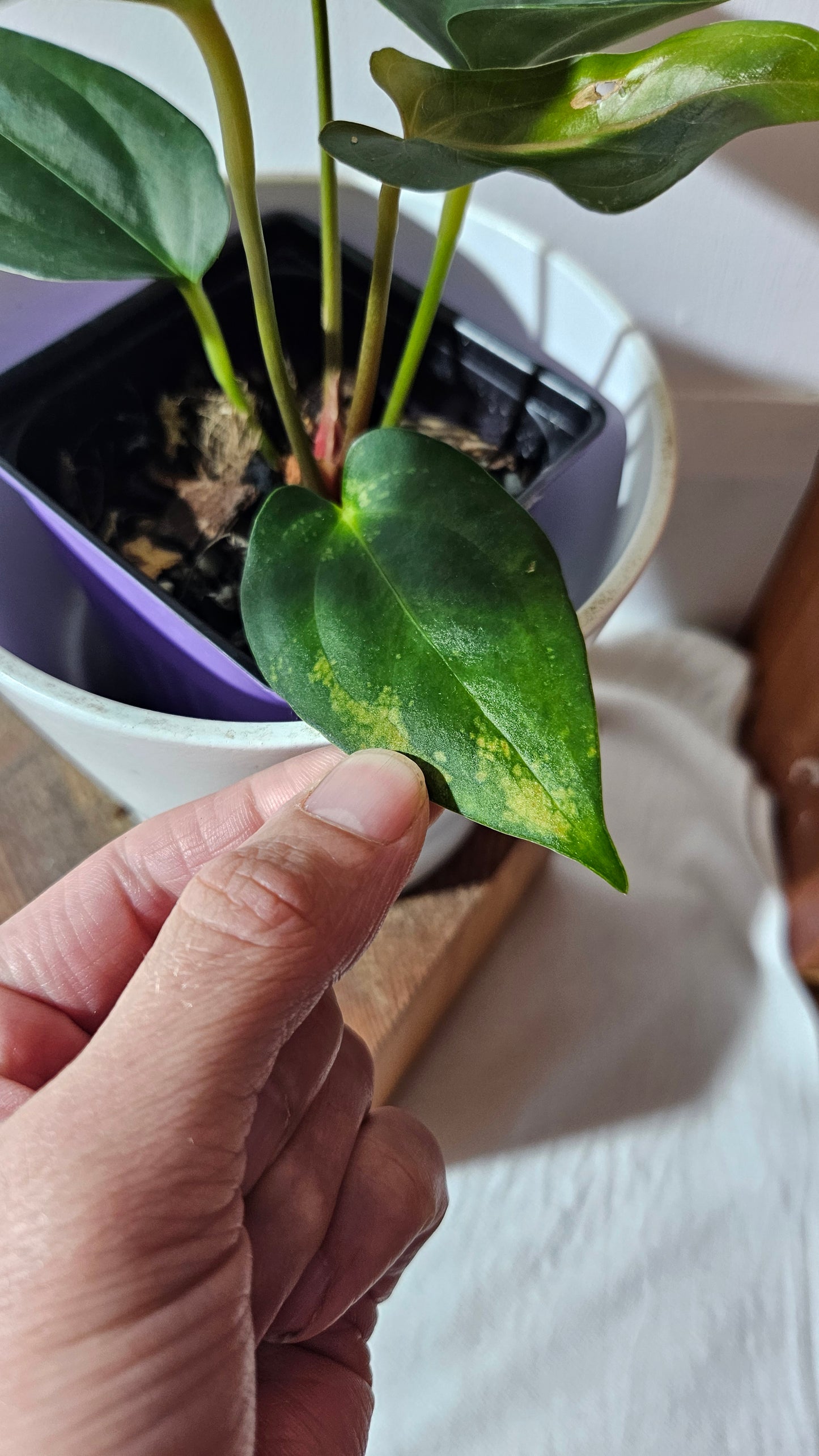 Anthurium Napo X Luxurians "format MOYEN" (ANT-427)