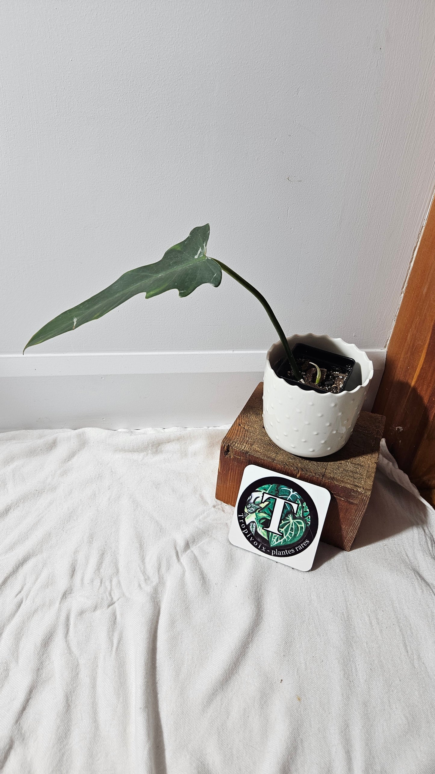 Philodendron Gothic Elegace /(Tortum X Spiritus Sancti) (PHI-933)