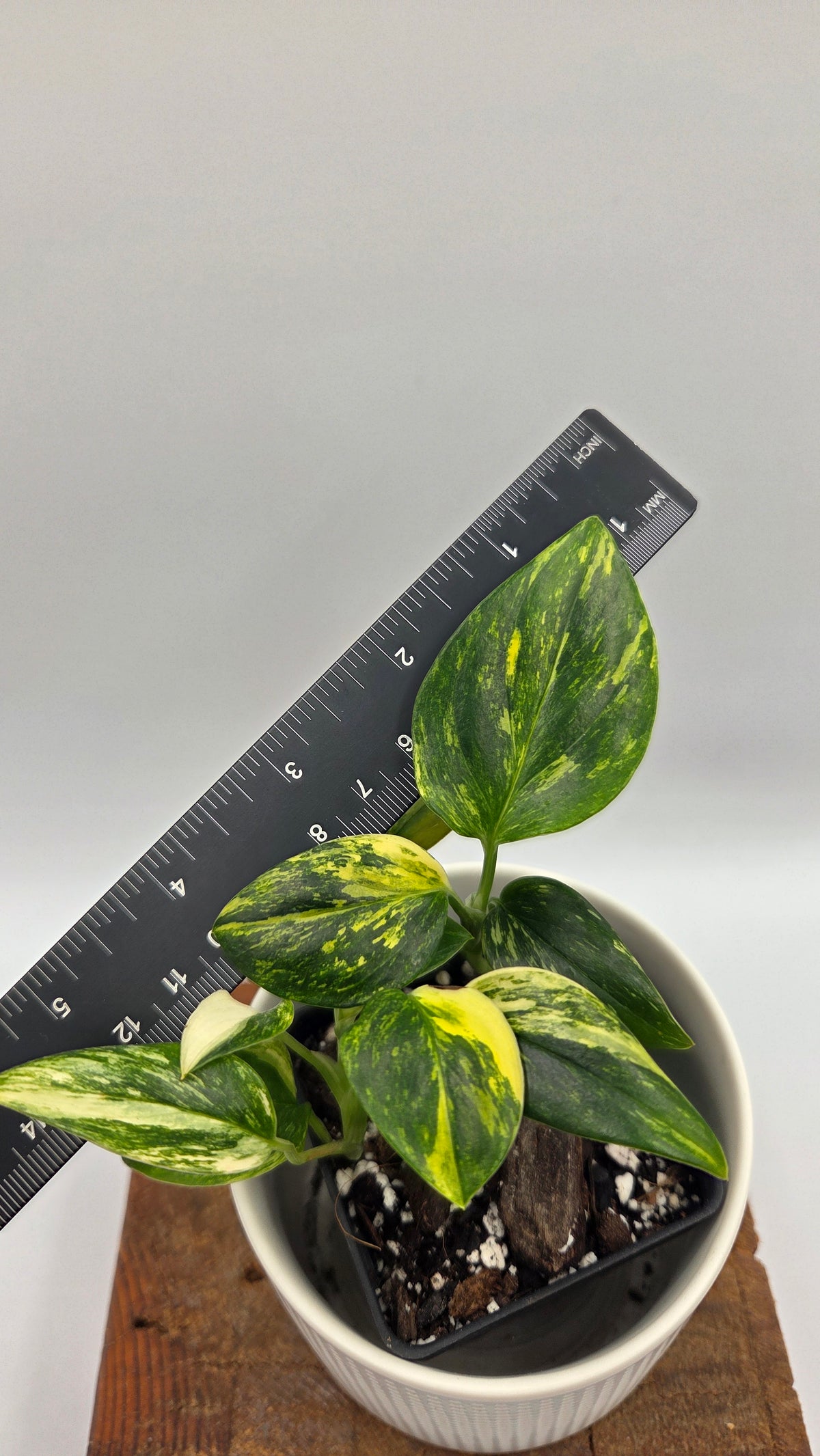 Monstera Standleyana Aurea (MON-583)