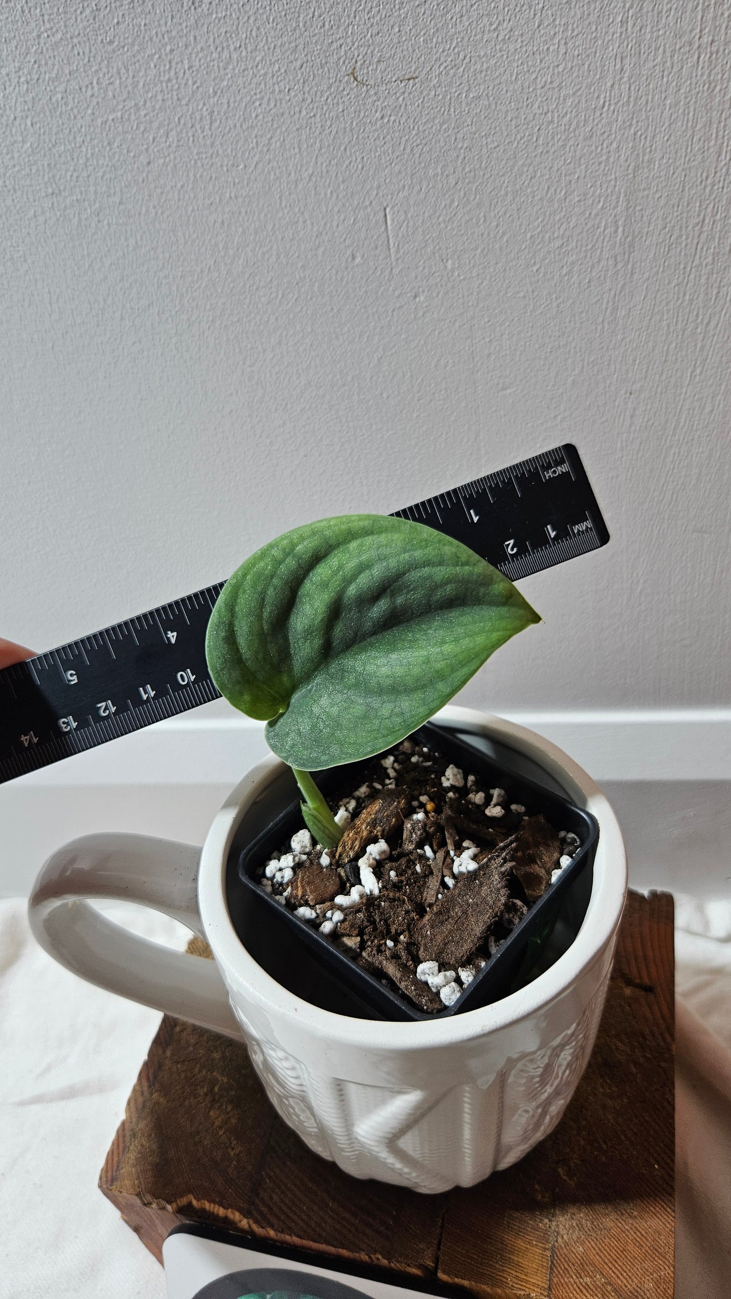 Scindapsus Dark Splash Bornéo (SCI-1219)