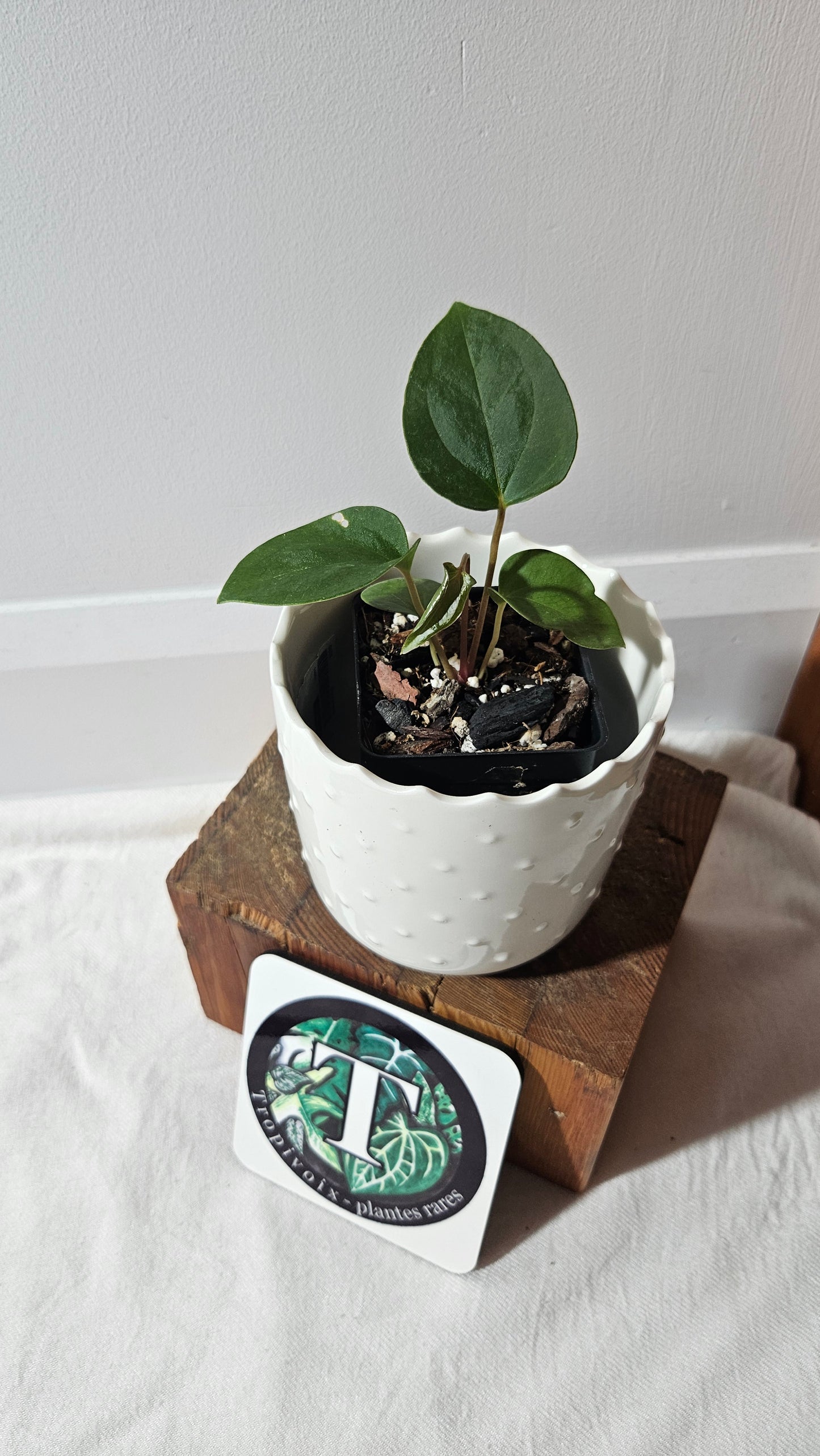 Anthurium Papillilaminum X Warocqueanum "format PETIT" (ANT-429)