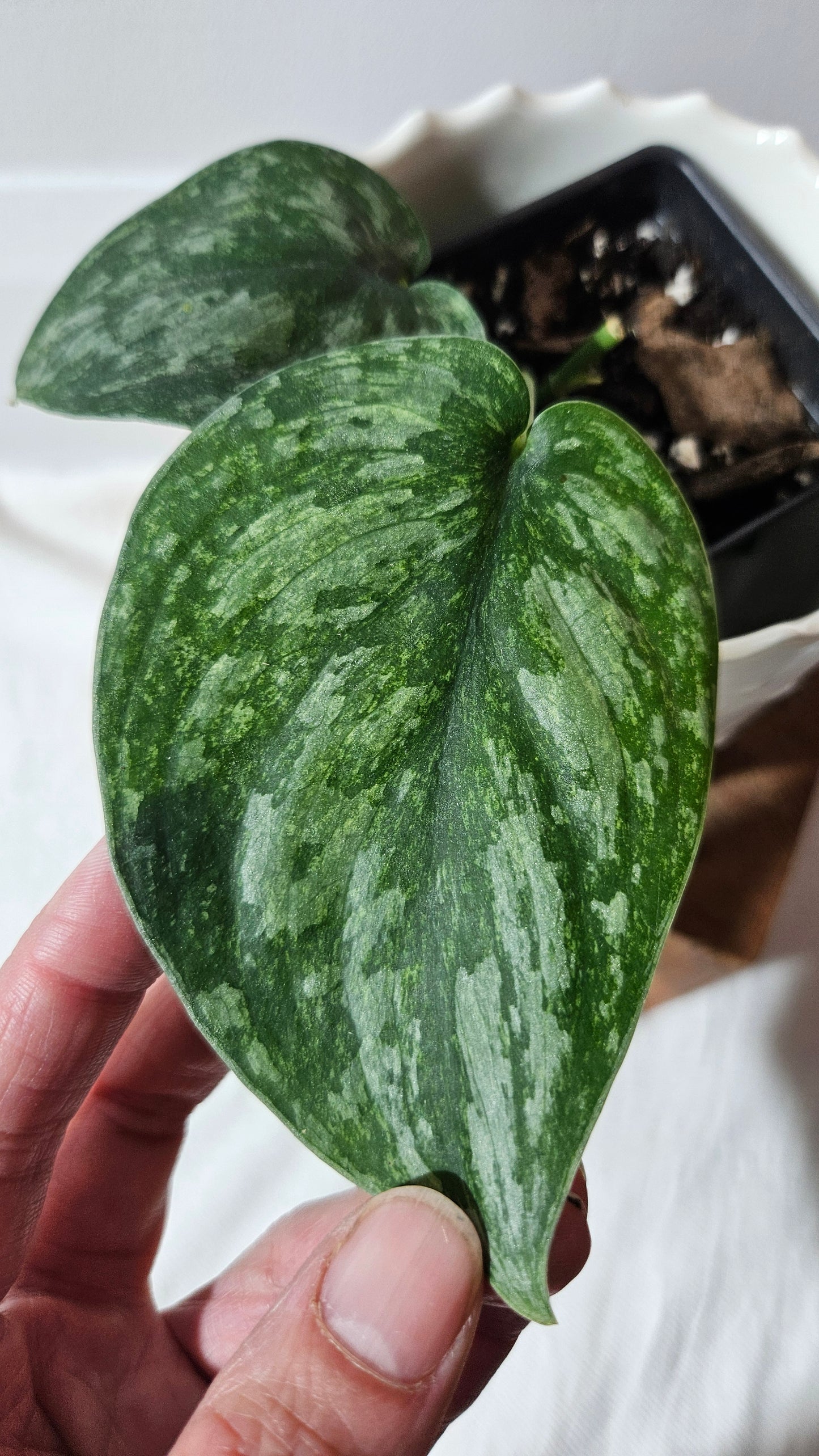 Scindapsus Exotica Pictus mint (SCI-971)