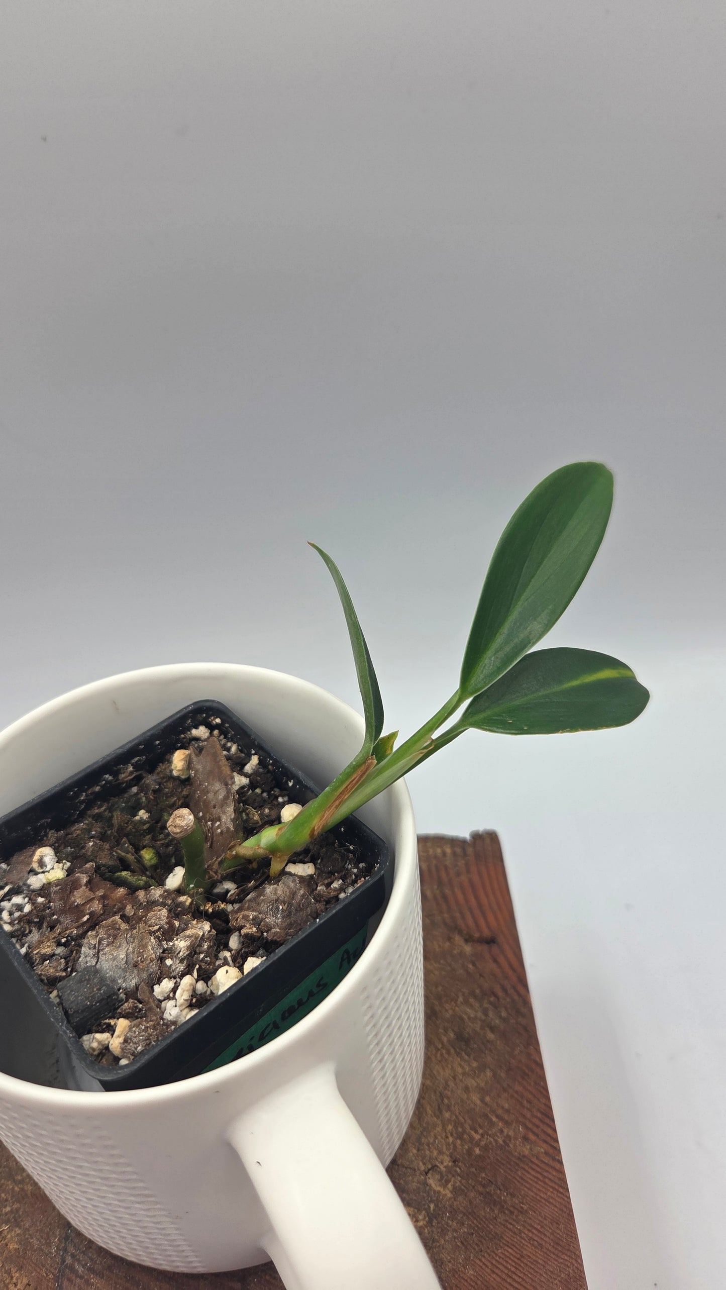 Scindapsus Coriaceus Aurea (SCI-784)