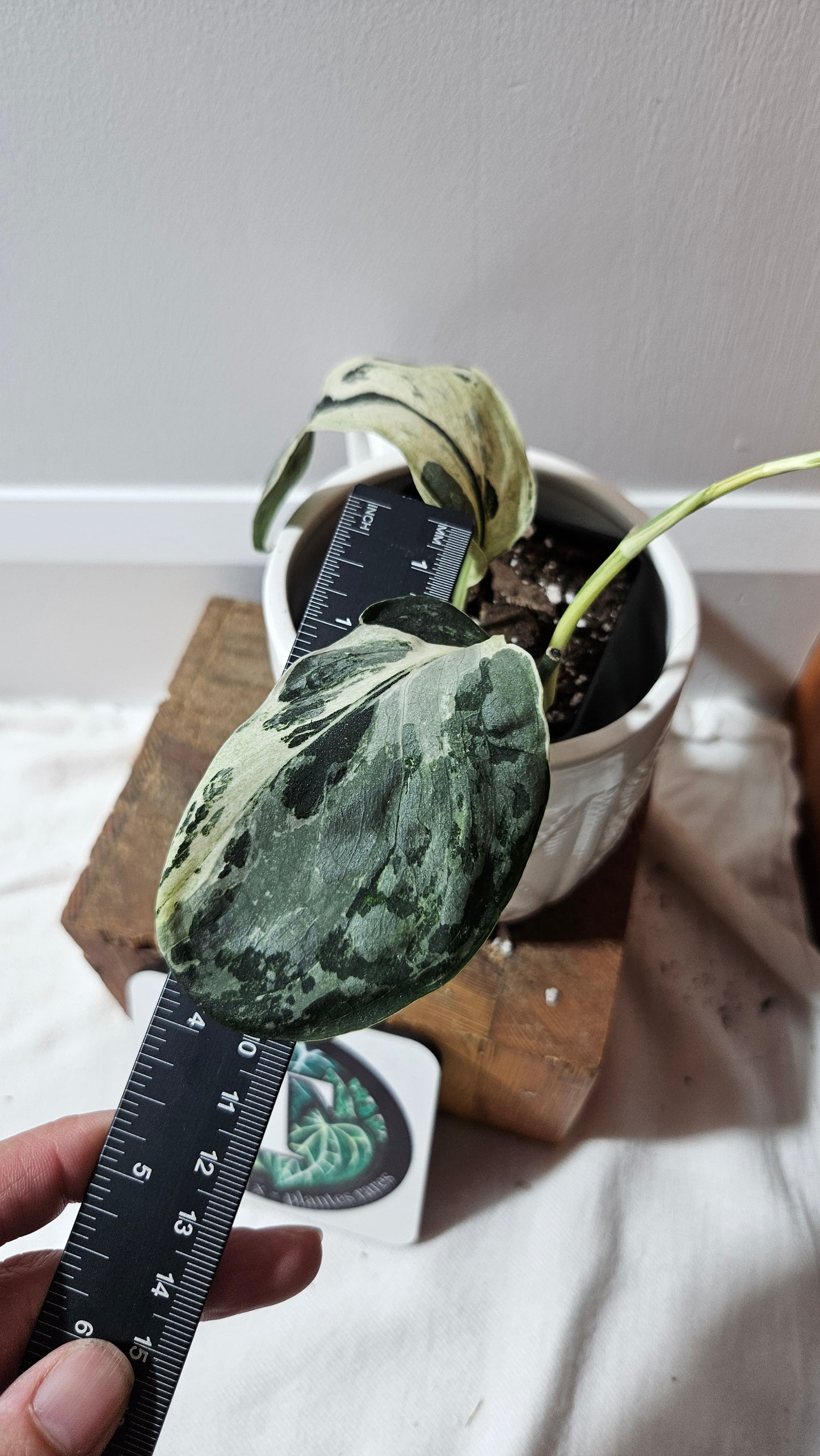 Scindapsus Exotica Salaka Variegata (SCI-1251)