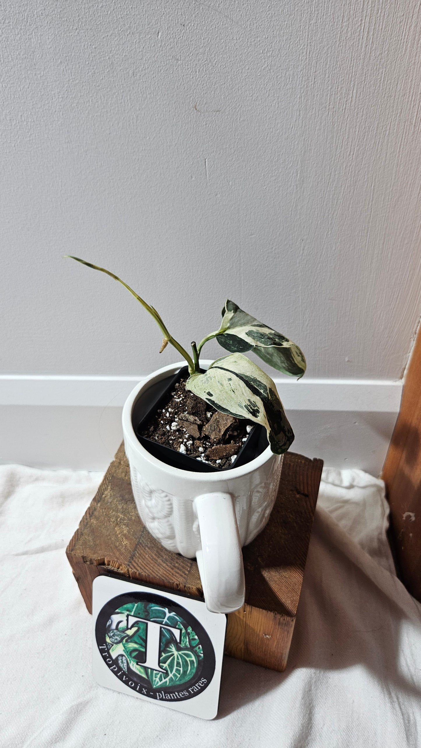 Scindapsus Exotica Salaka Variegata (SCI-1251)