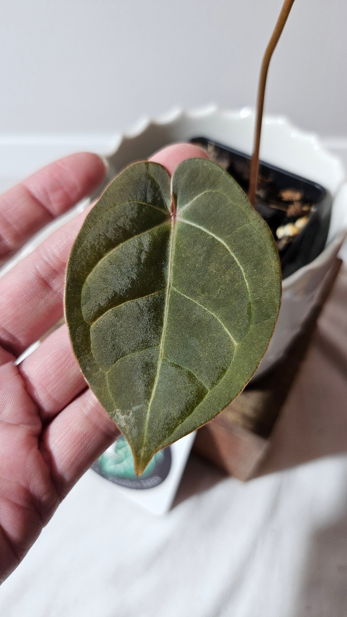 Anthurium Hoffmanii Red Dot (ANT-468)