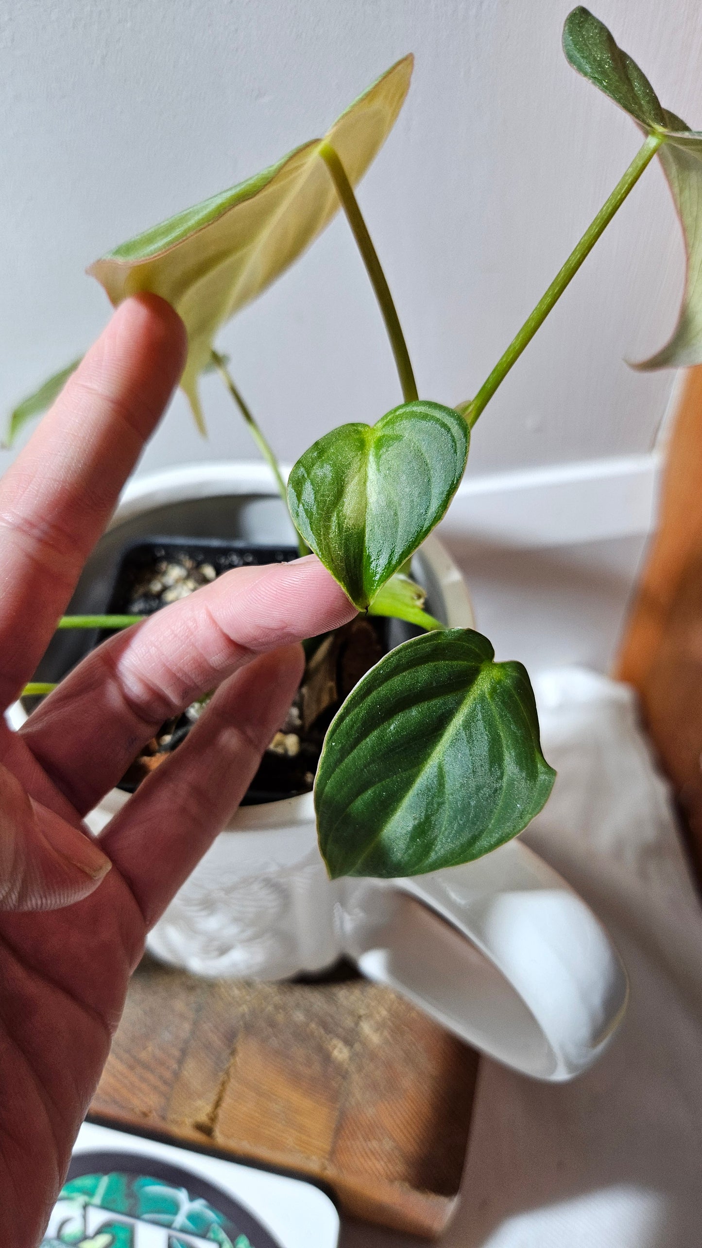 Philodendron Glorious (PHI-636)