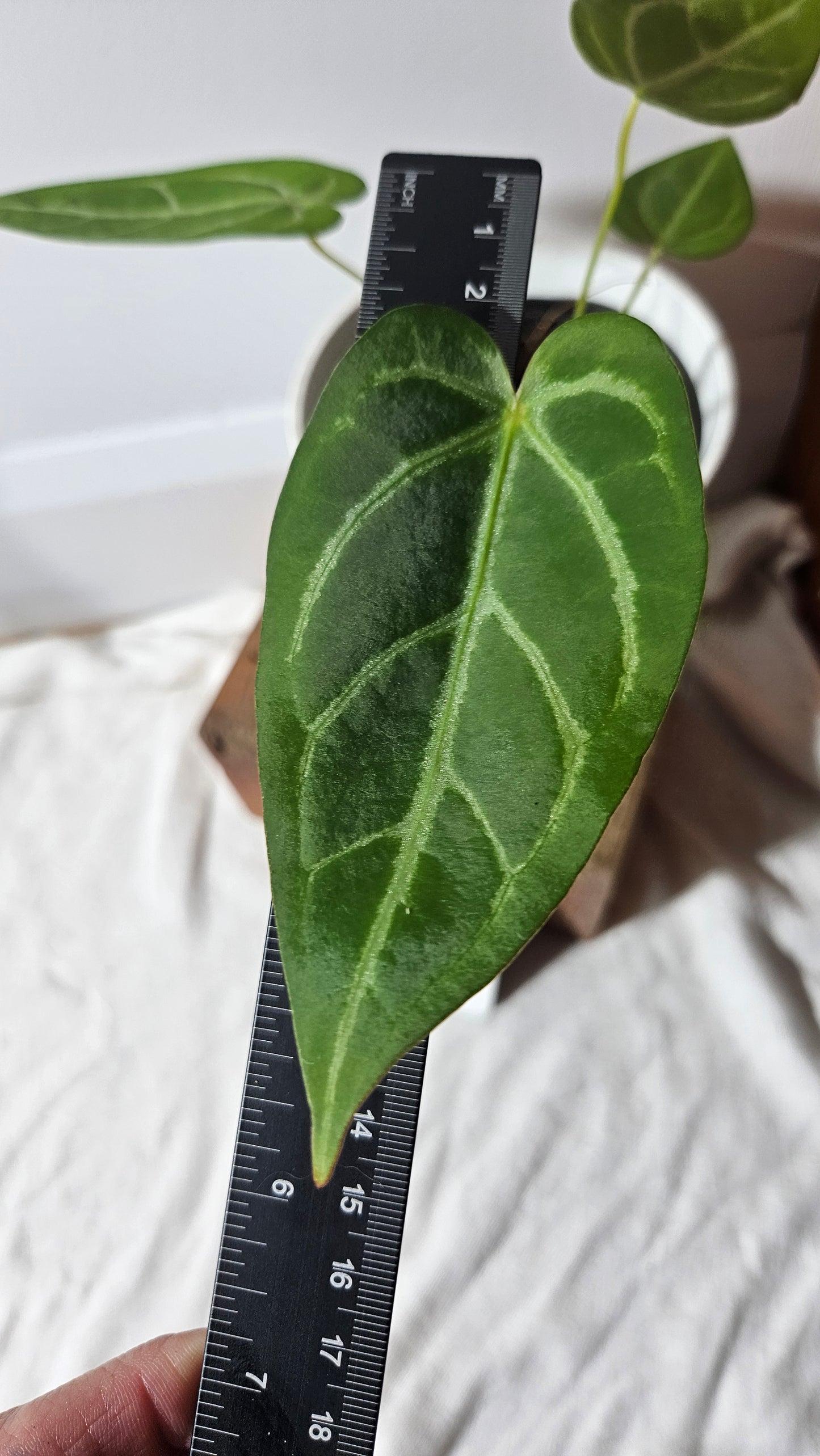 Anthurium Magnificum (equator) "MEDIUM format" (ANT-244)