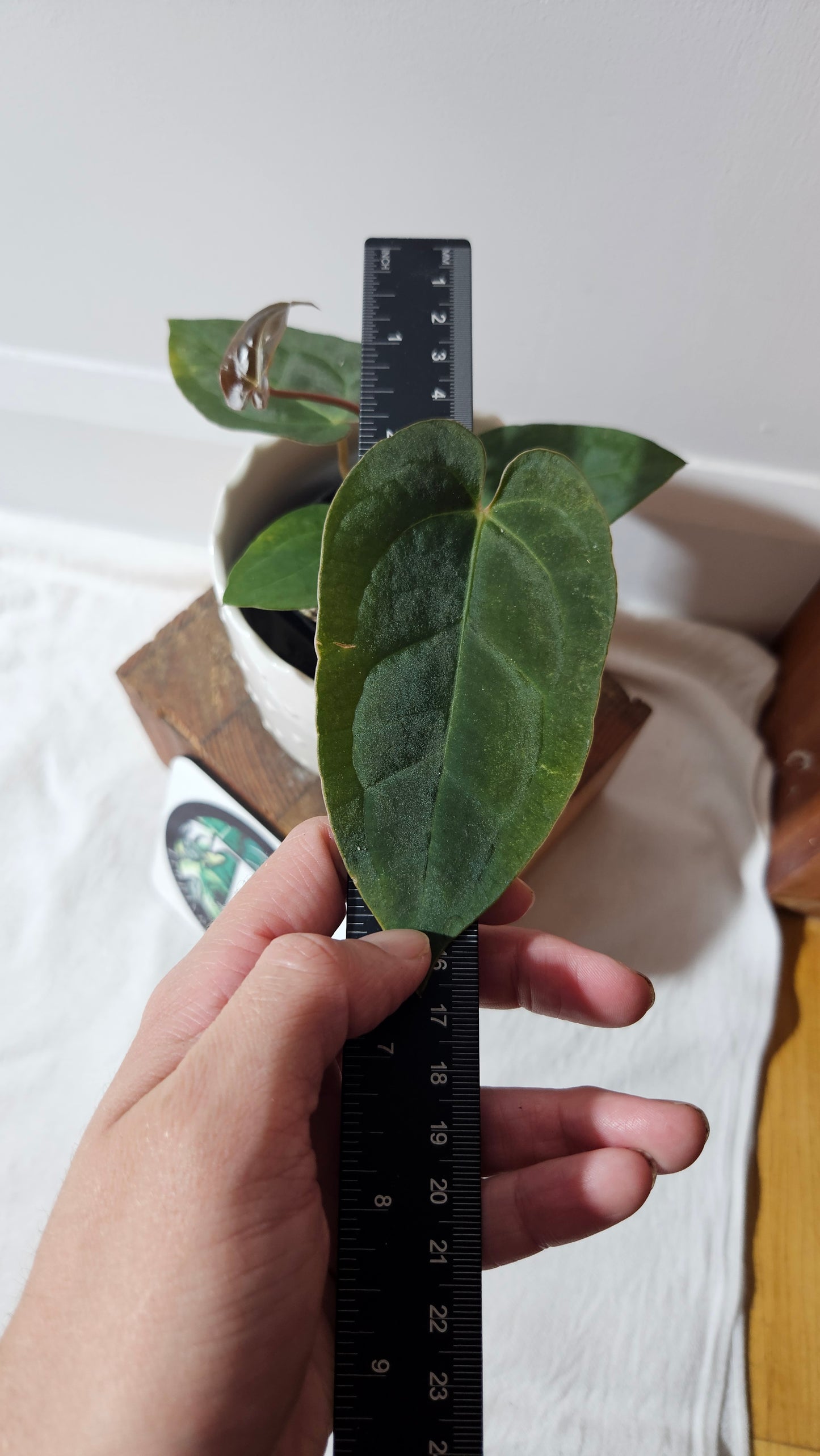 Anthurium Papillilaminum X Warocqueanum "format MOYEN" (ANT-430)