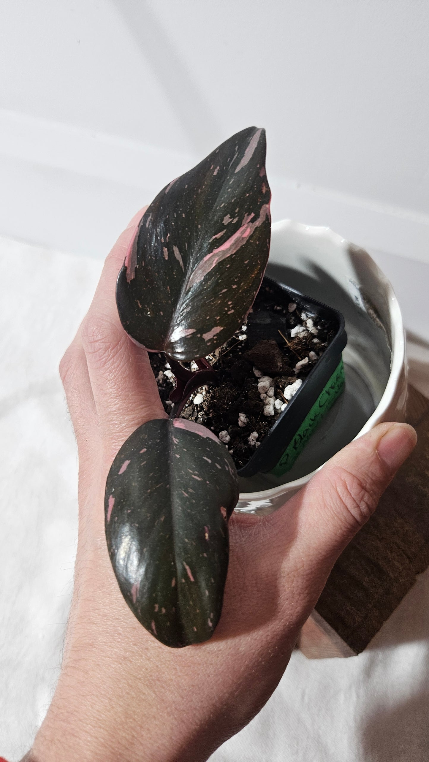 Philodendron Black Cherry (PHI-799)