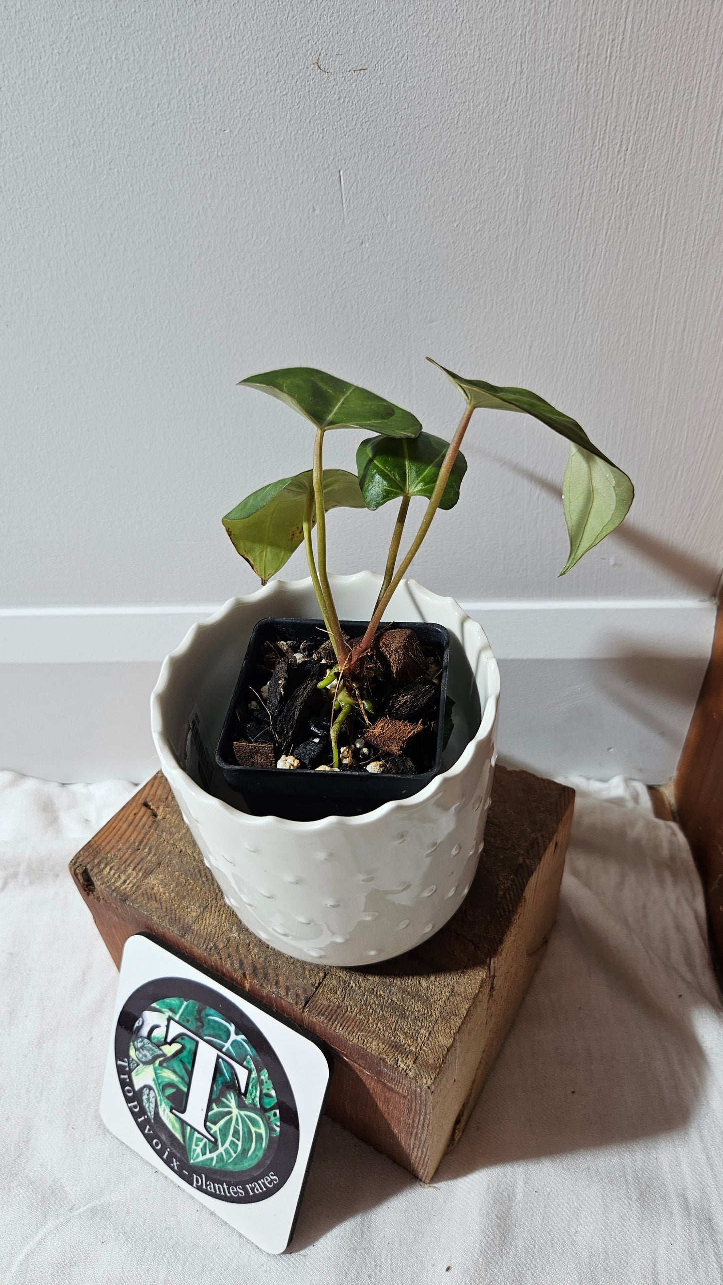 Anthurium Papillilaminum Legend "format PETIT" (ANT-510)