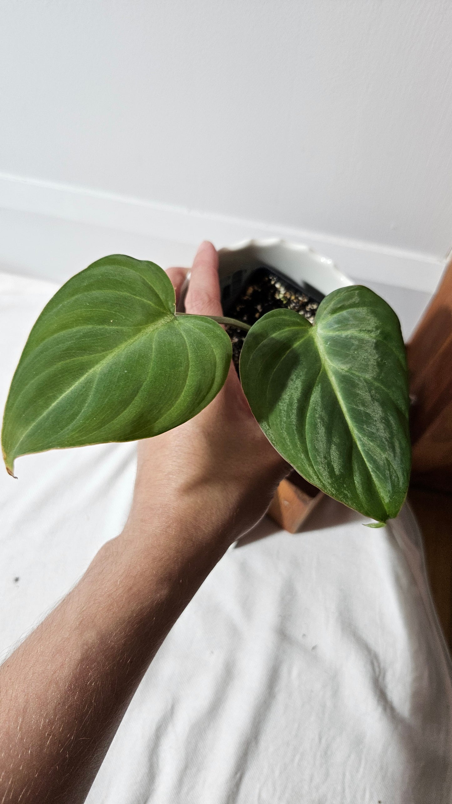 Philodendron Gloriosum (PHI-830)