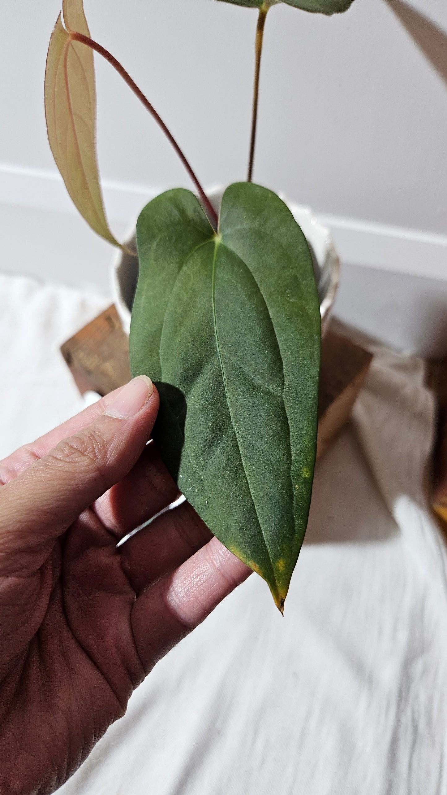 Anthurium Napo X Papillilaminum "format MOYEN" (ANT-417)