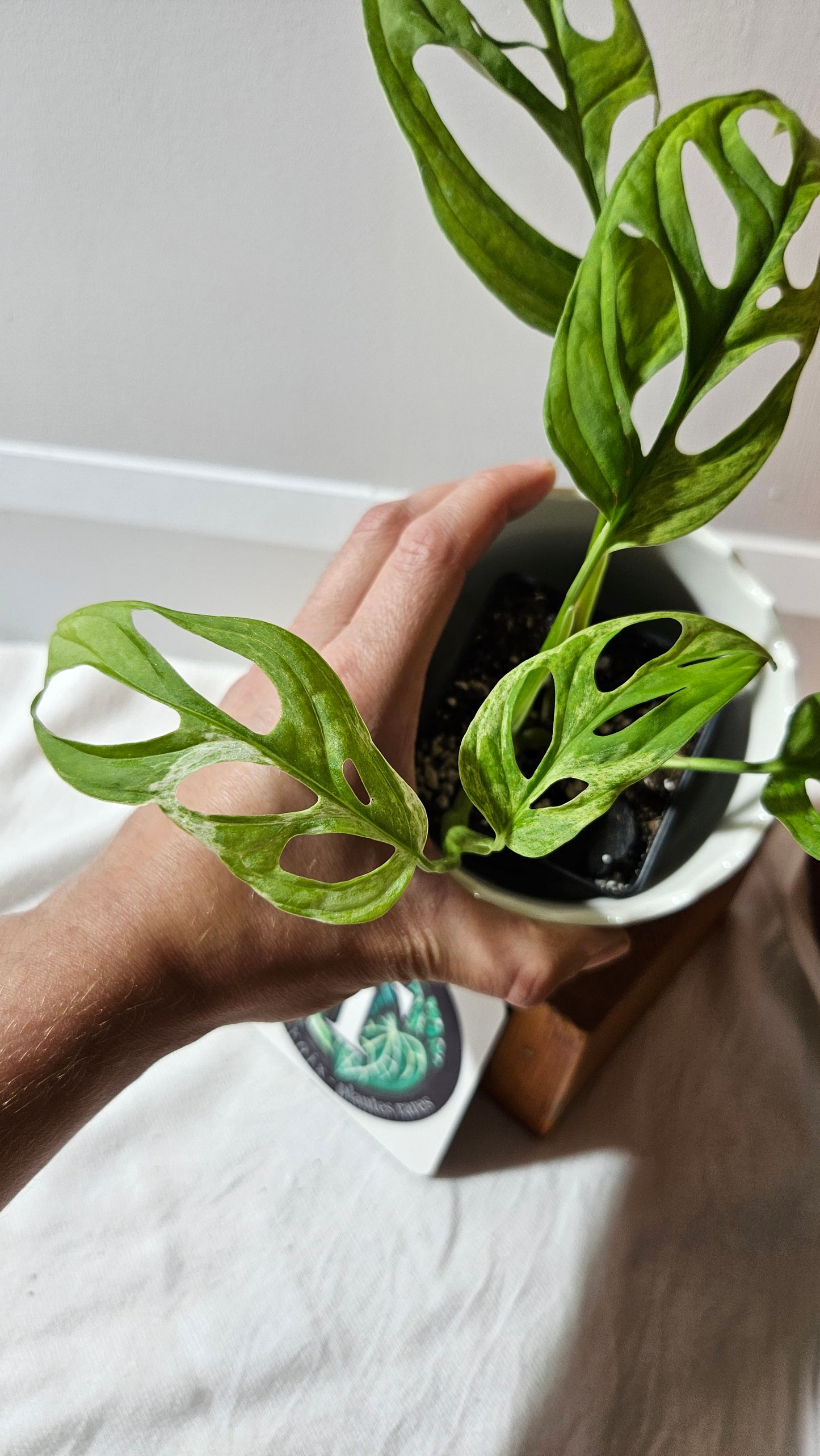 Monstera Andasonii Mint/Indo (MON-419)