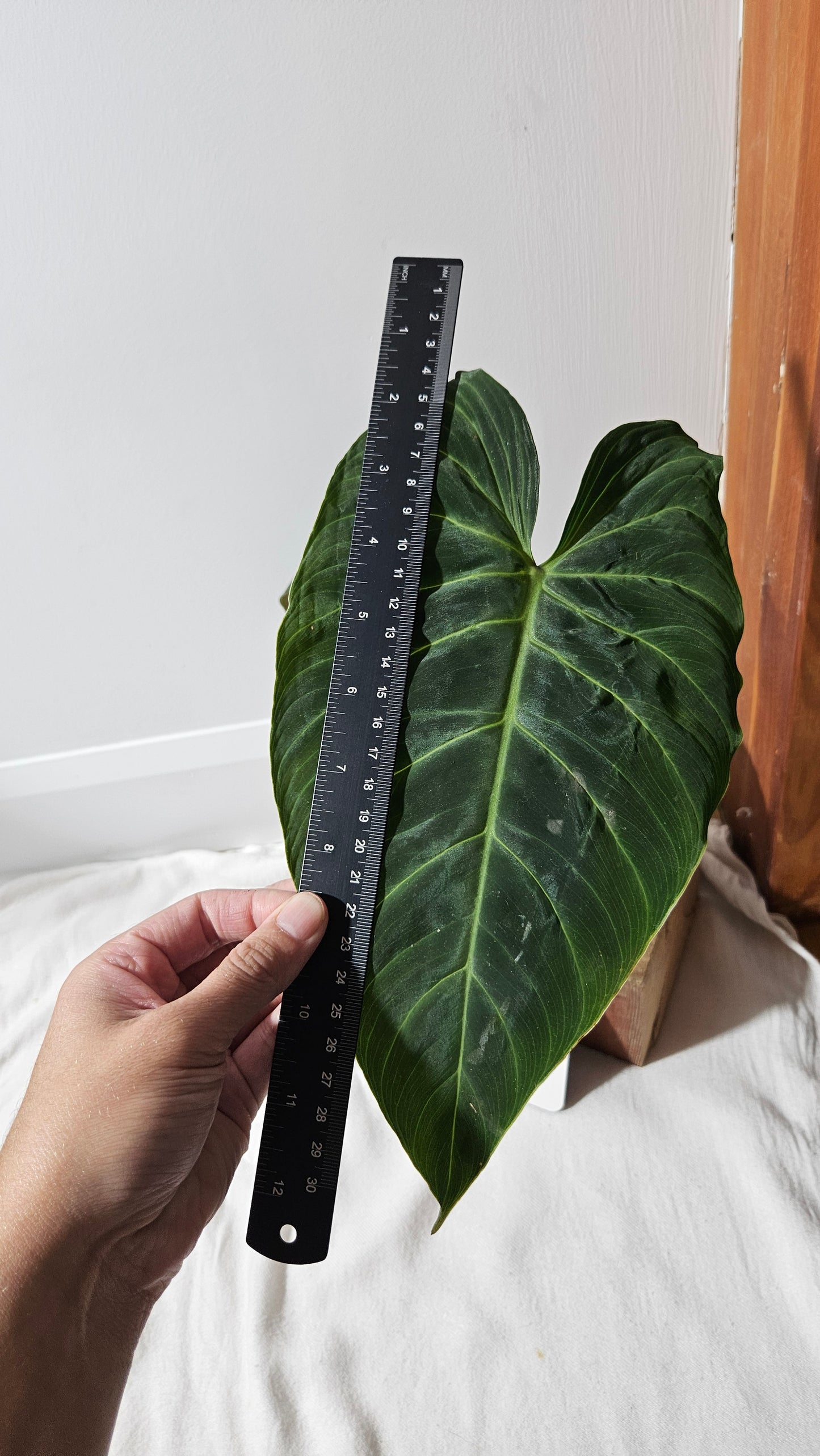 Philodendron Splendide "format LARGE" (PHI-923)