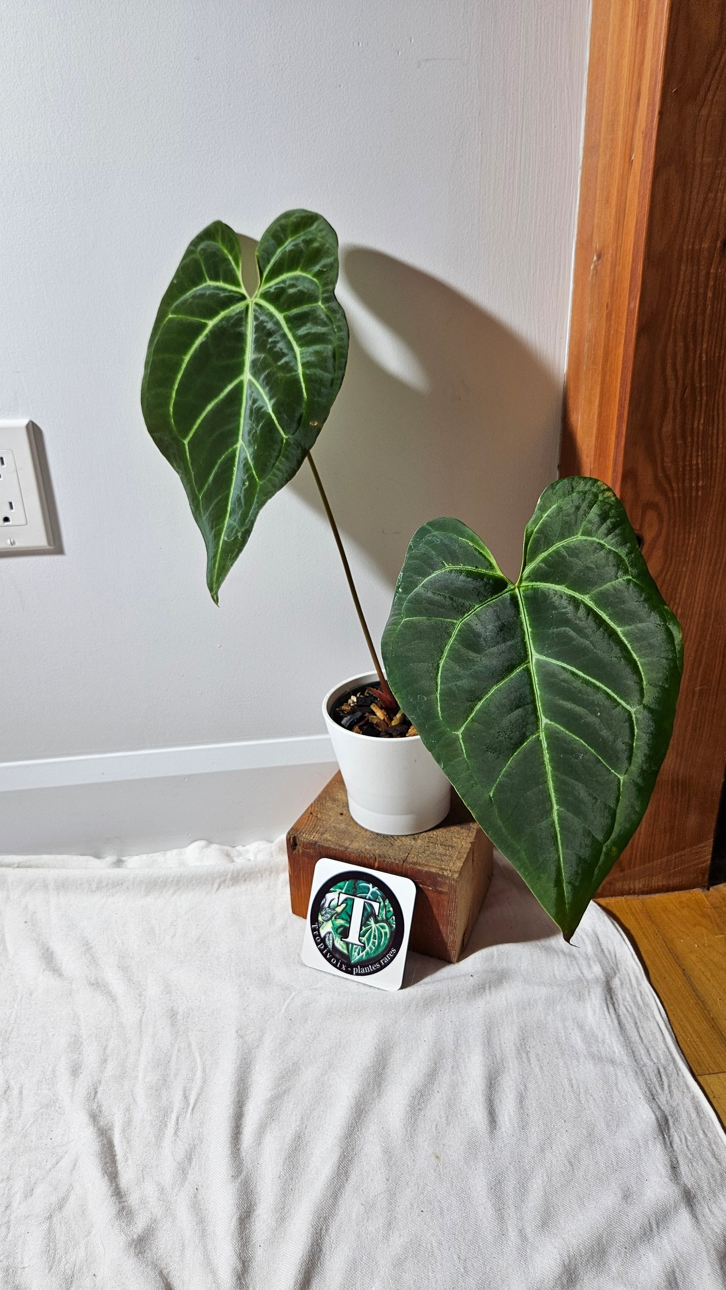 Anthurium Papillilaminum Hybrid "format XLARGE" (ANT-508)