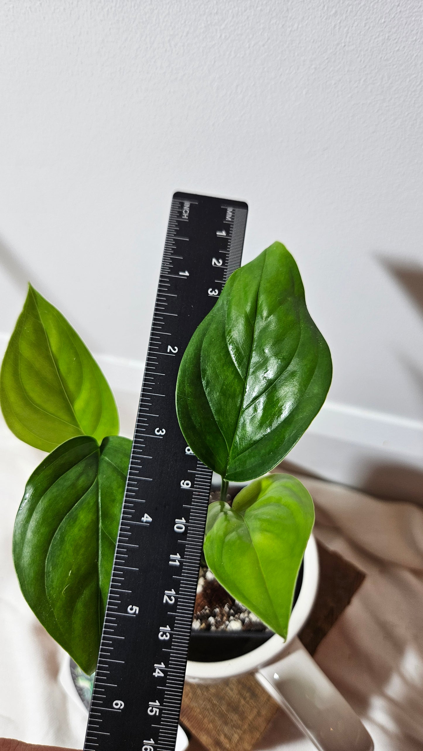 Monstera Lechleriana (MON-229)