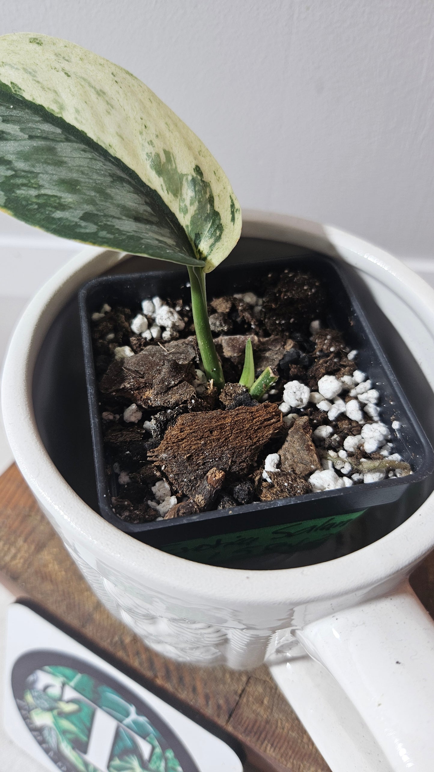 Scindapsus Salamount (SCI-846)