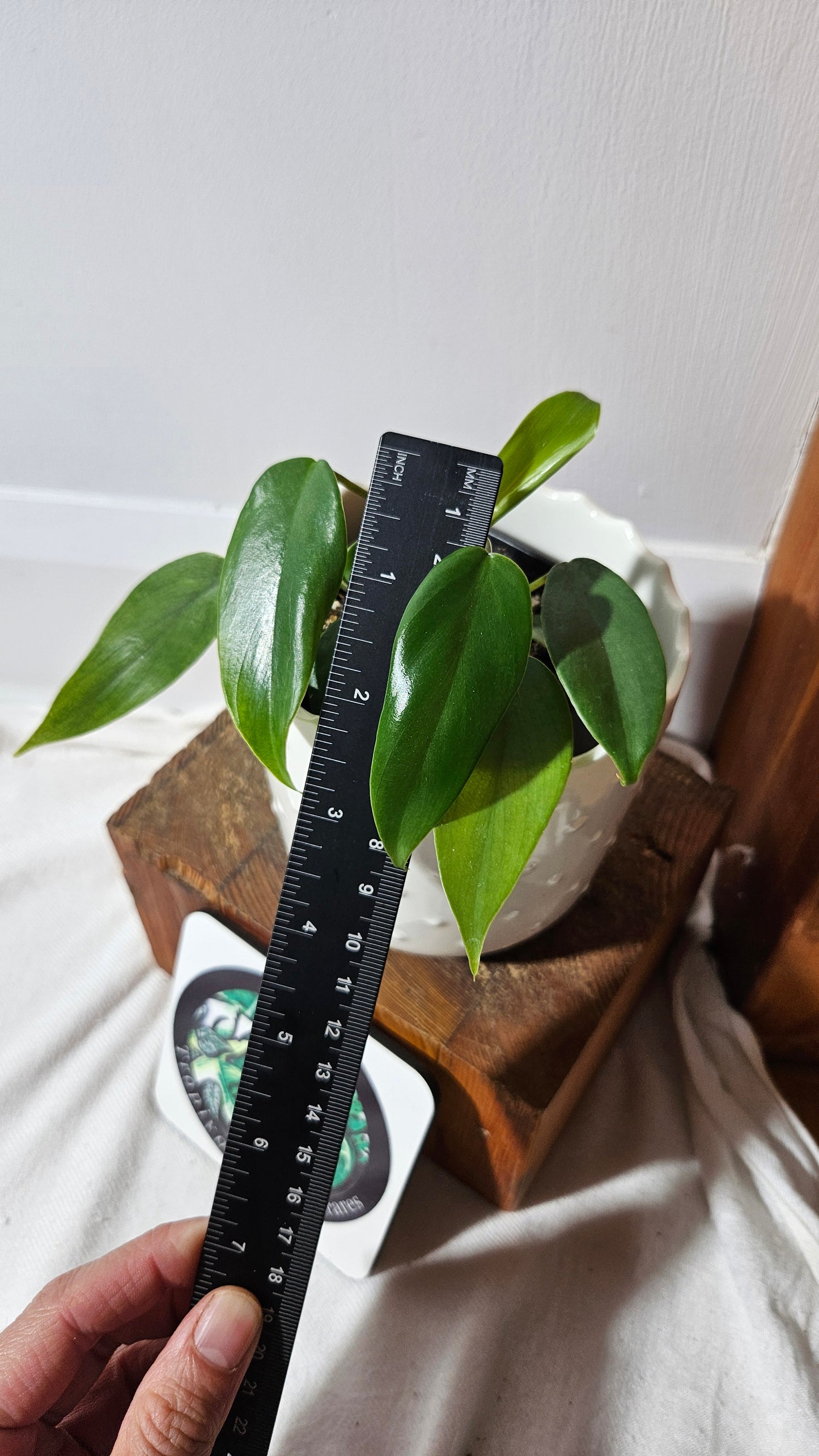 Philodendron Mayoi (PHI-855)