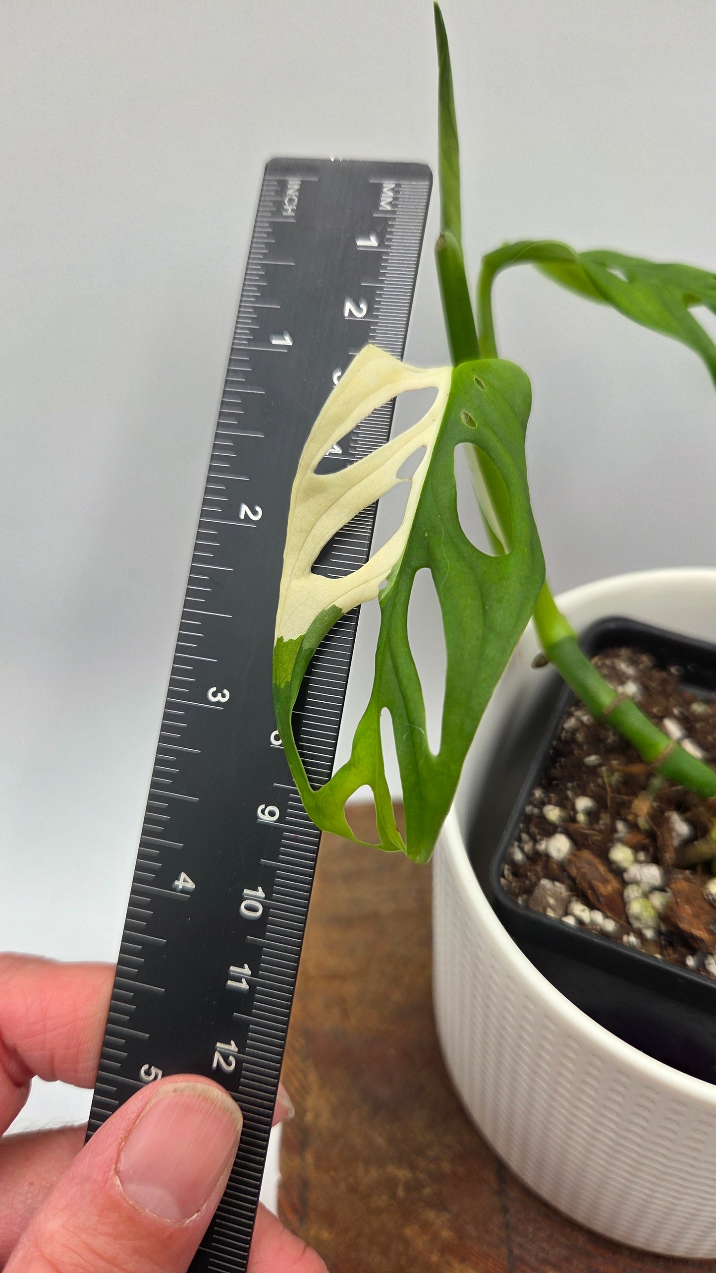 Monstera Andasonii Tricolore (MON-510)