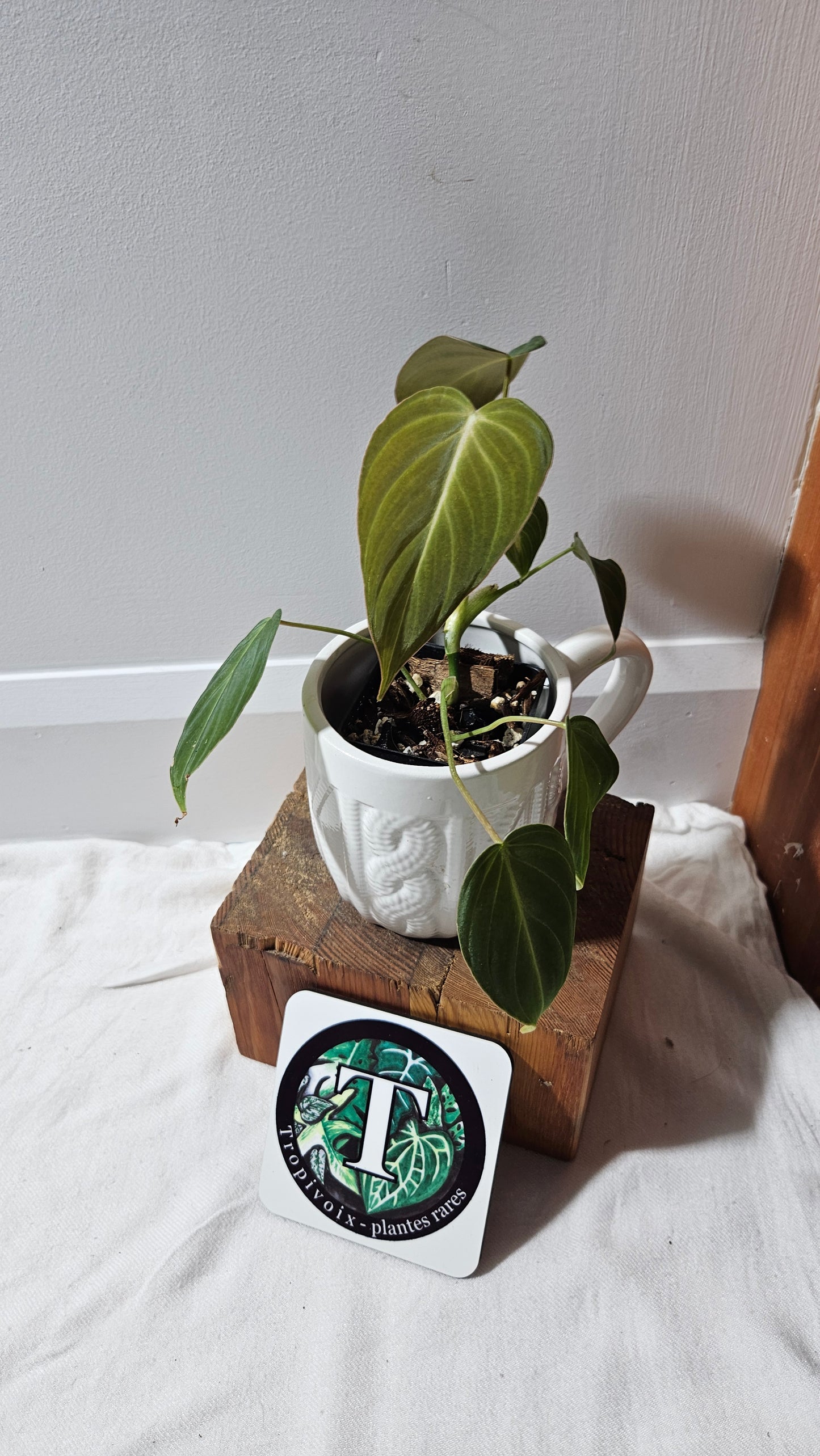 Philodendron Glorious (PHI-636)