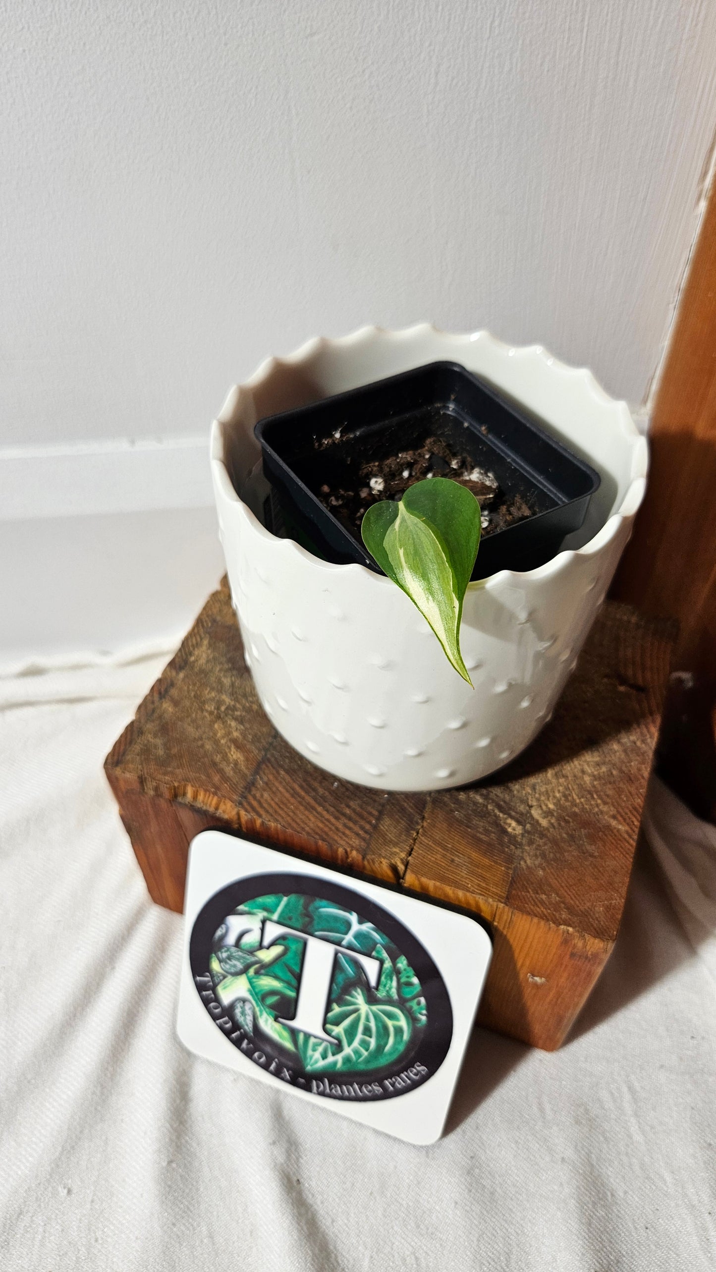 Philodendron Hederaceum Rio (PHI-821)