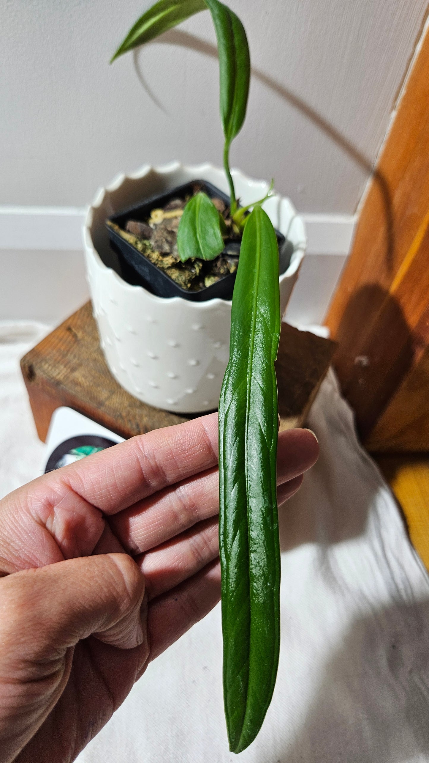 Anthurium Ceronii Aff "format PETIT"(ANT-446)