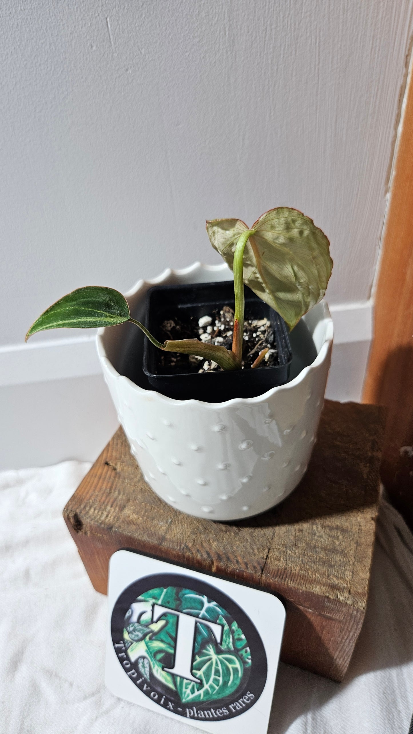 Philodendron Gloriosum Pink (PHI-874)
