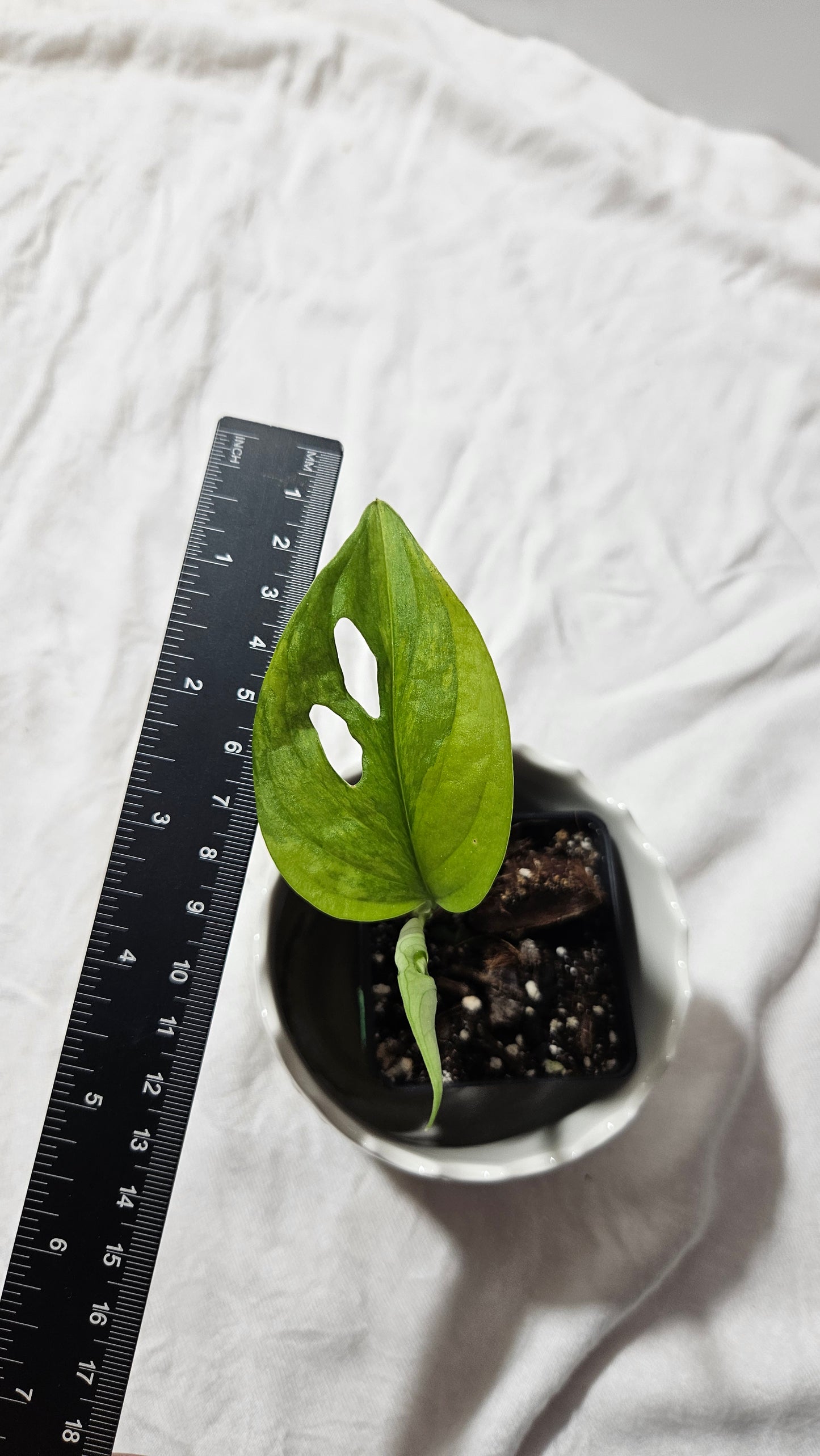 Monstera Andasonii Aurea (MON-217)