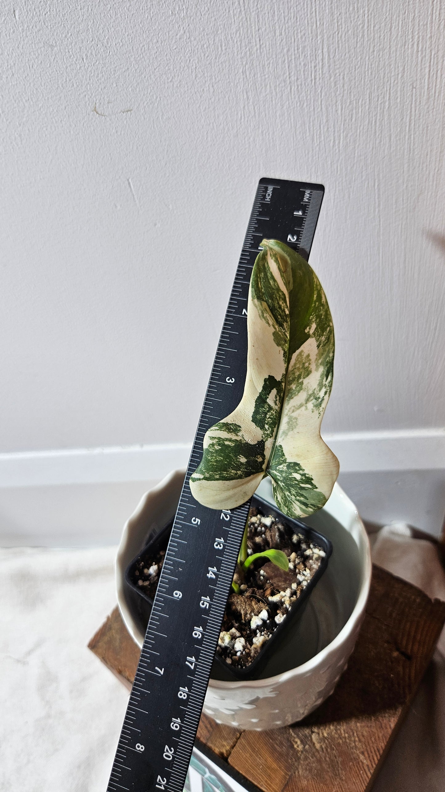 Philodendron Violin Variegata (PHI-702)