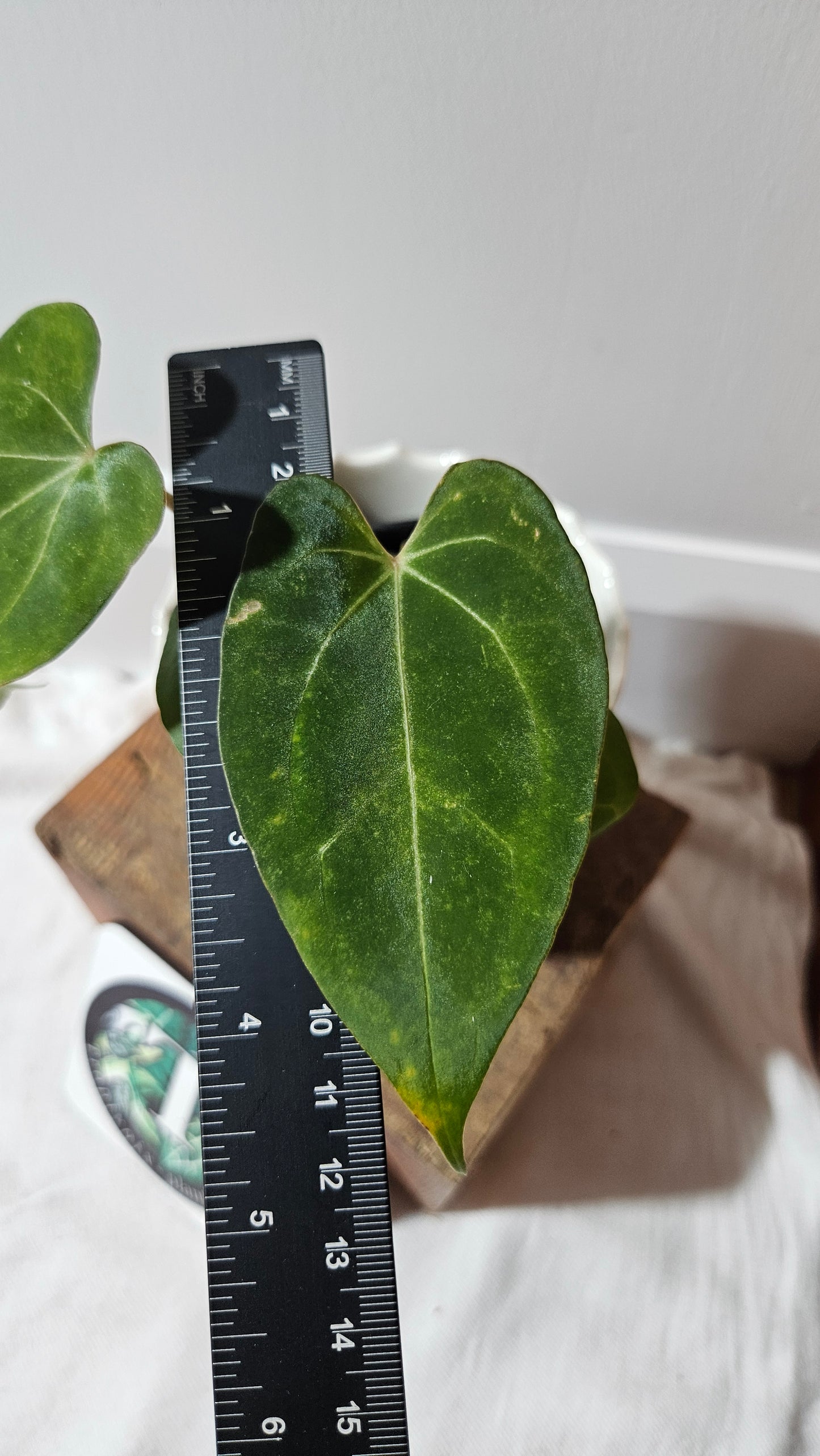 Anthurium Papillilaminum Legend "format PETIT" (ANT-510)